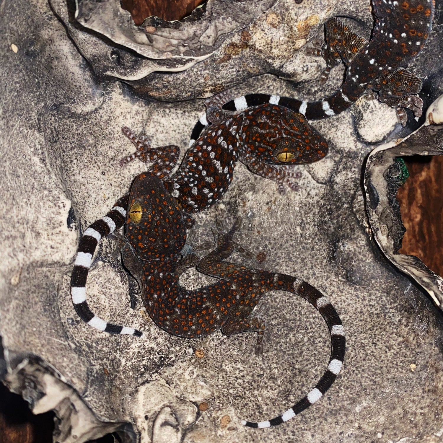Tokay Gecko (Gekko gecko)