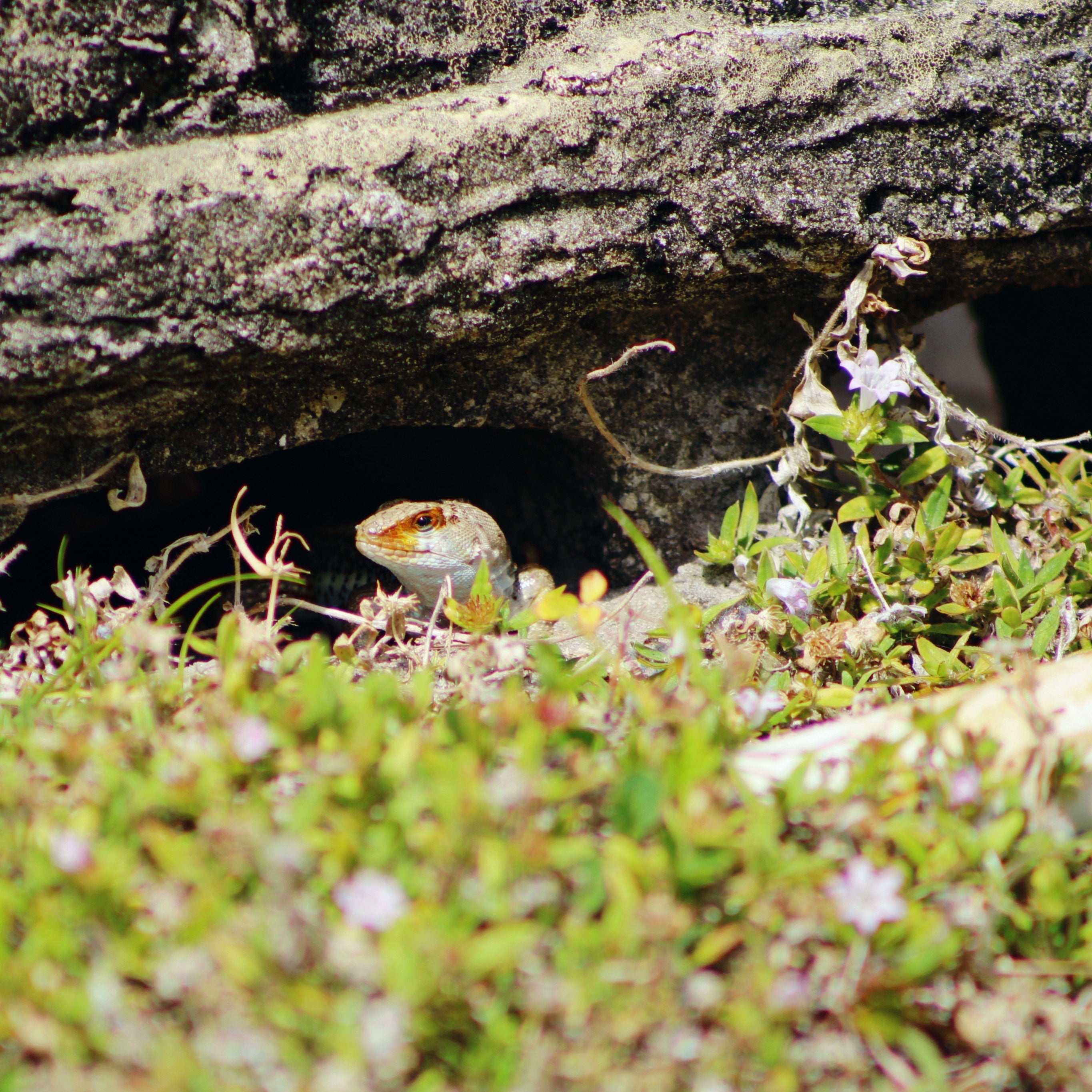 Hispaniolan Curly Tail Lizard (Leiocephalus schreibersii)