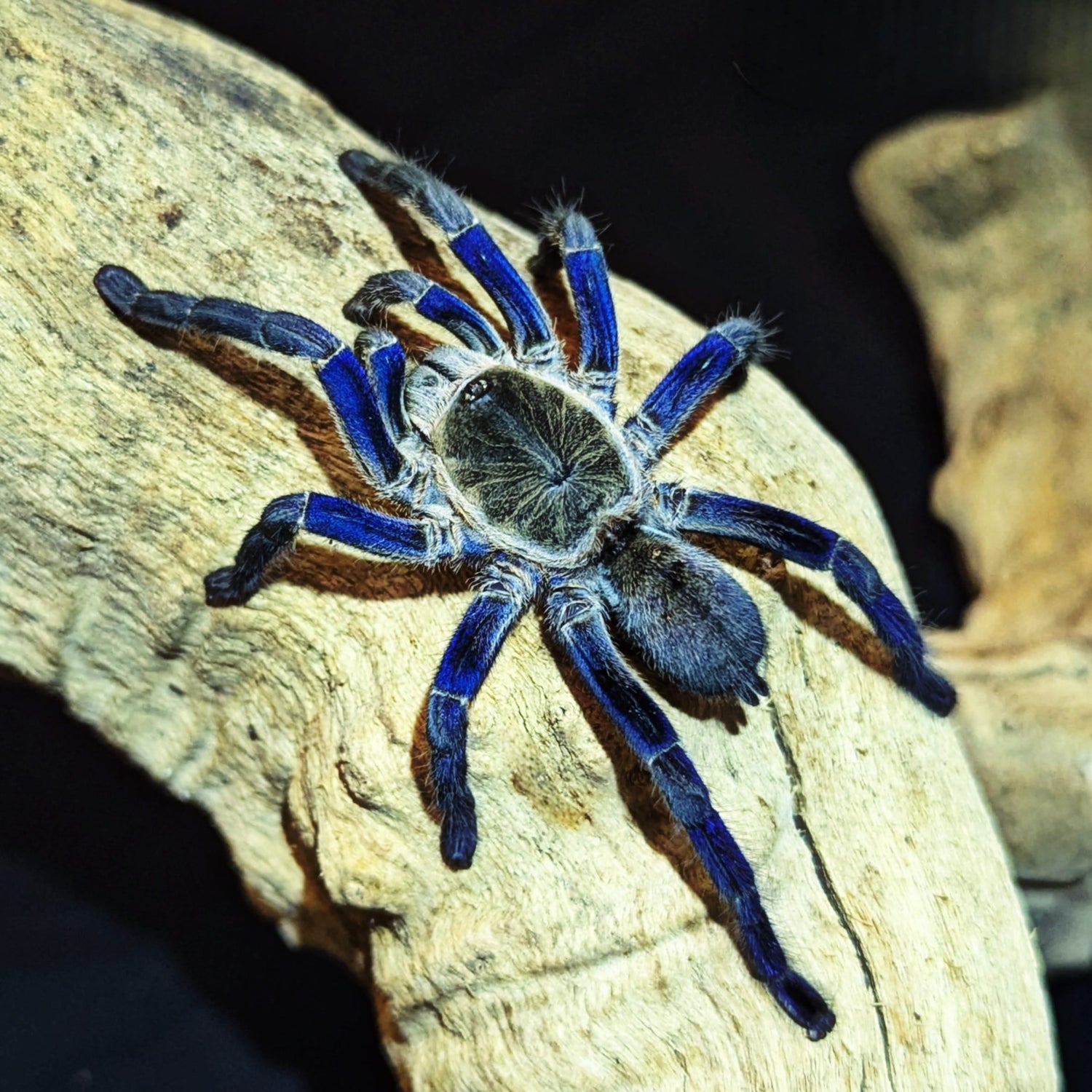 Cobalt Blue Tarantula (Cyriopagopus lividum) Complete Care Guide