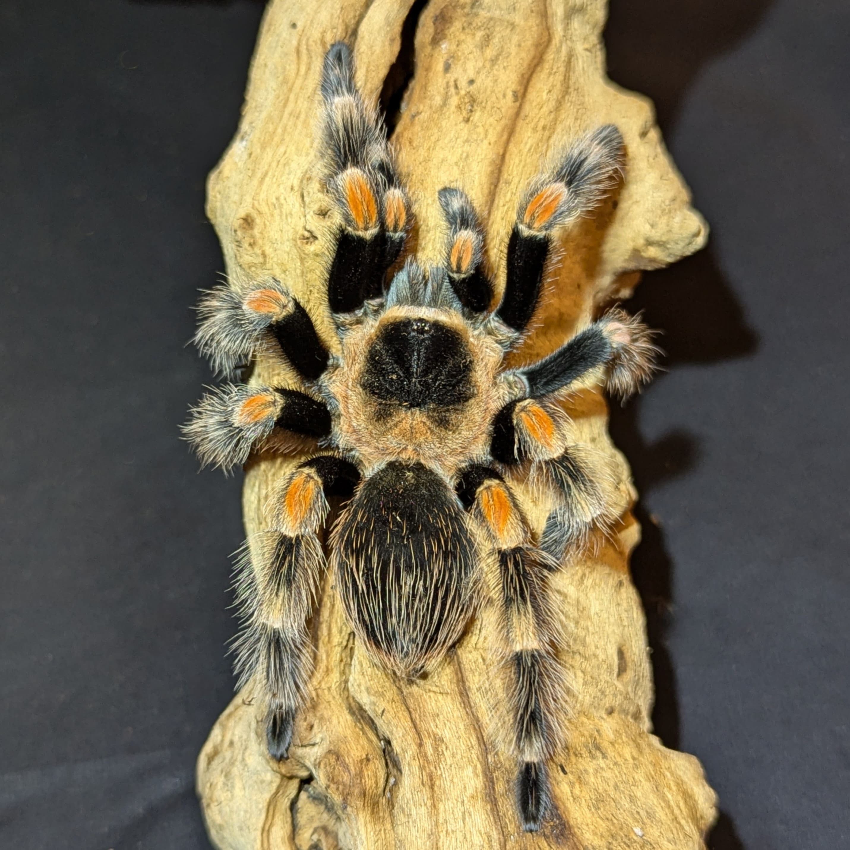 Mexican Red Knee Tarantula (Brachypelma hamorii) Complete Care Guide