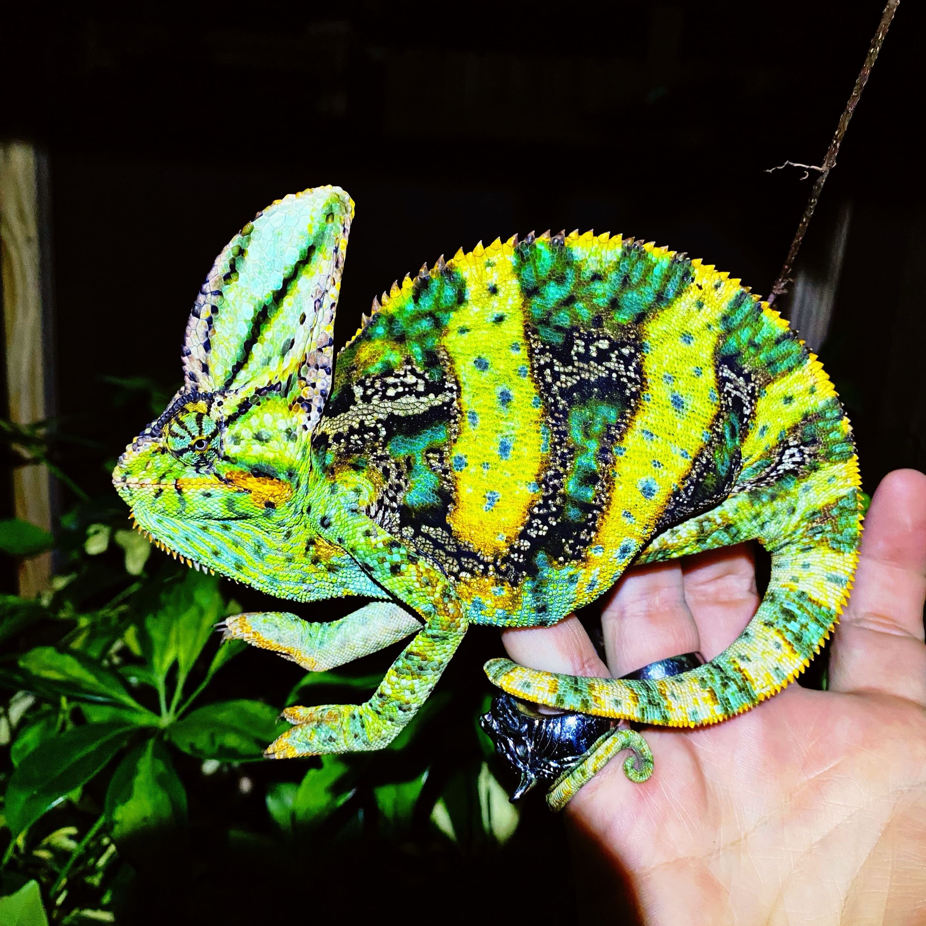 Veiled Chameleons & the Science of Color Change: Nature’s Living Mood Rings