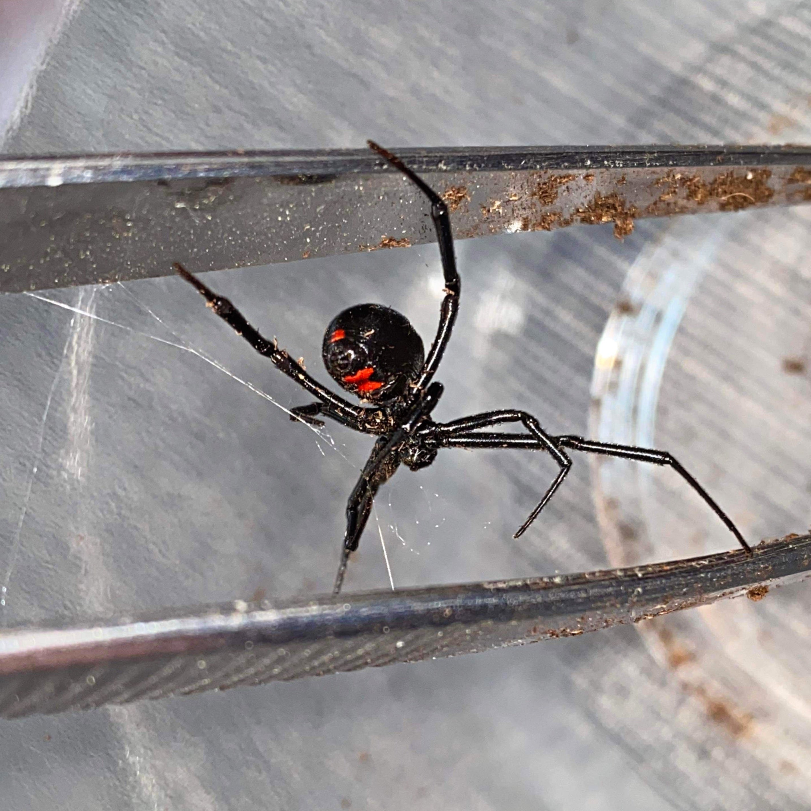 Black Widow Spider (Latrodectus mactans) Complete Care Guide