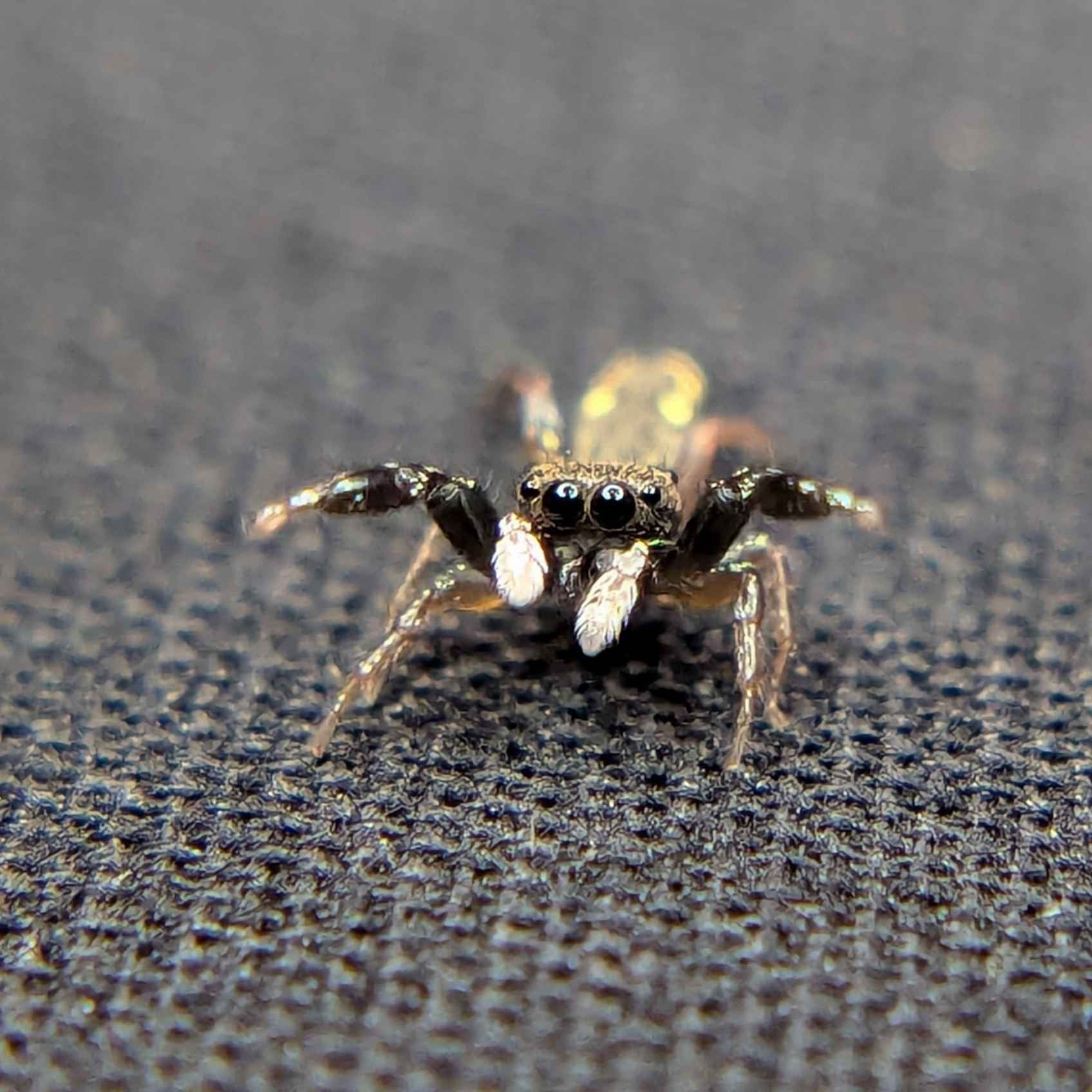Metacyrba Punctata (Dotted Jumping Spider) - Exotics Source