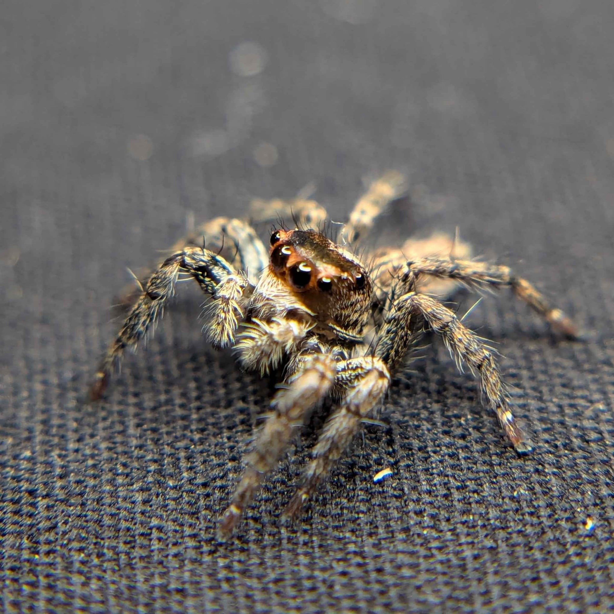 Plexippus Paykulli (Pantropical Jumping Spider) - Exotics Source