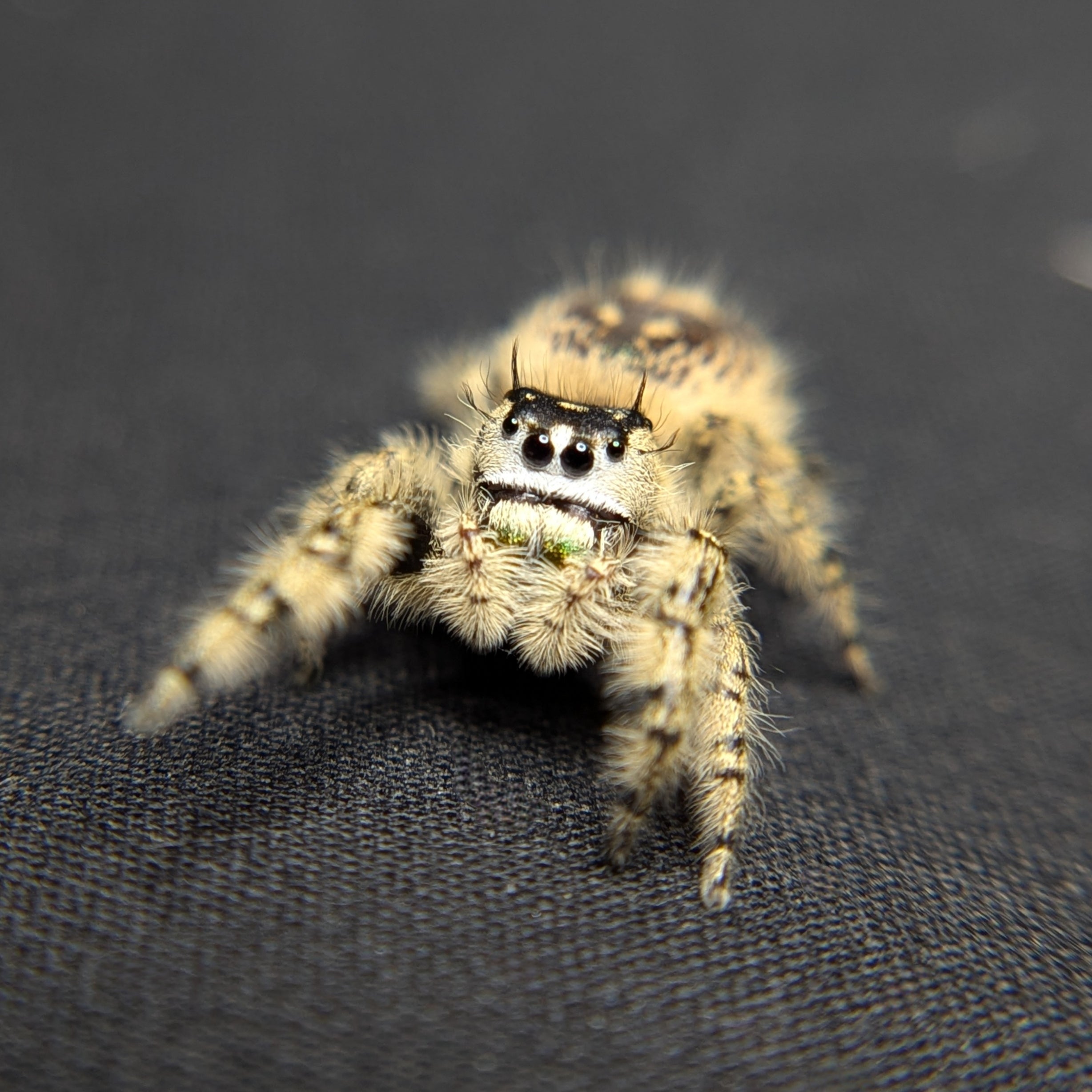 Otiosus Jumping Spider (Phidippus otiosus) Complete Care Guide