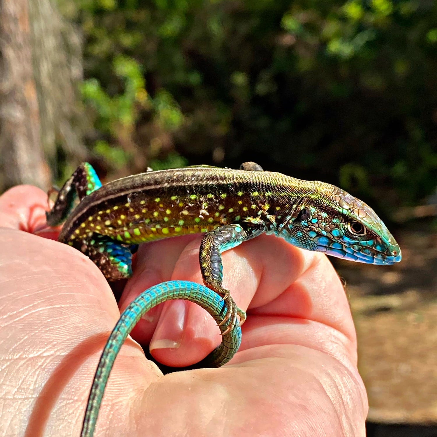 Rainbow Whiptail Lizard (Cnemidophorus lemniscatus)