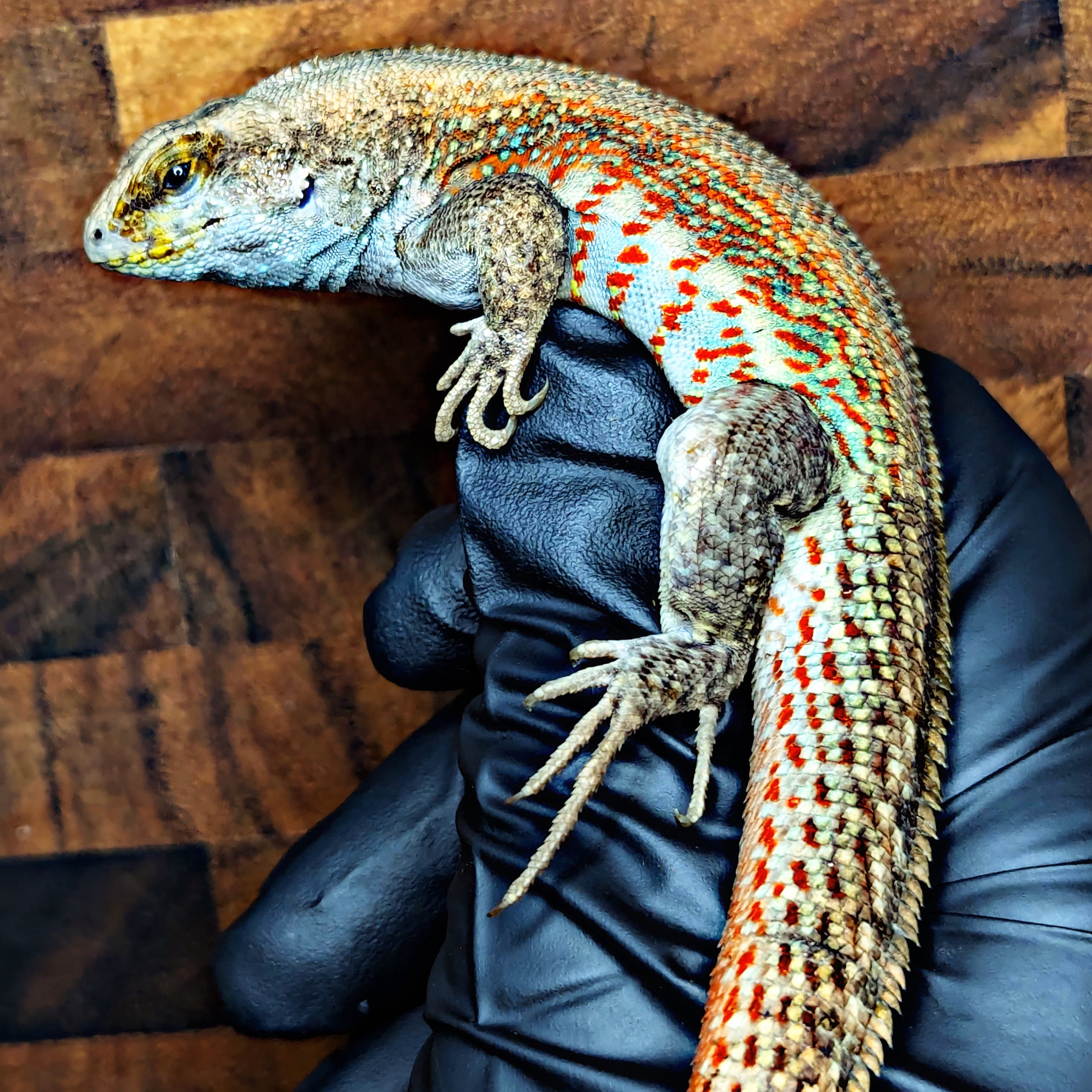 Side view of a hispaniolan curly tail lizard