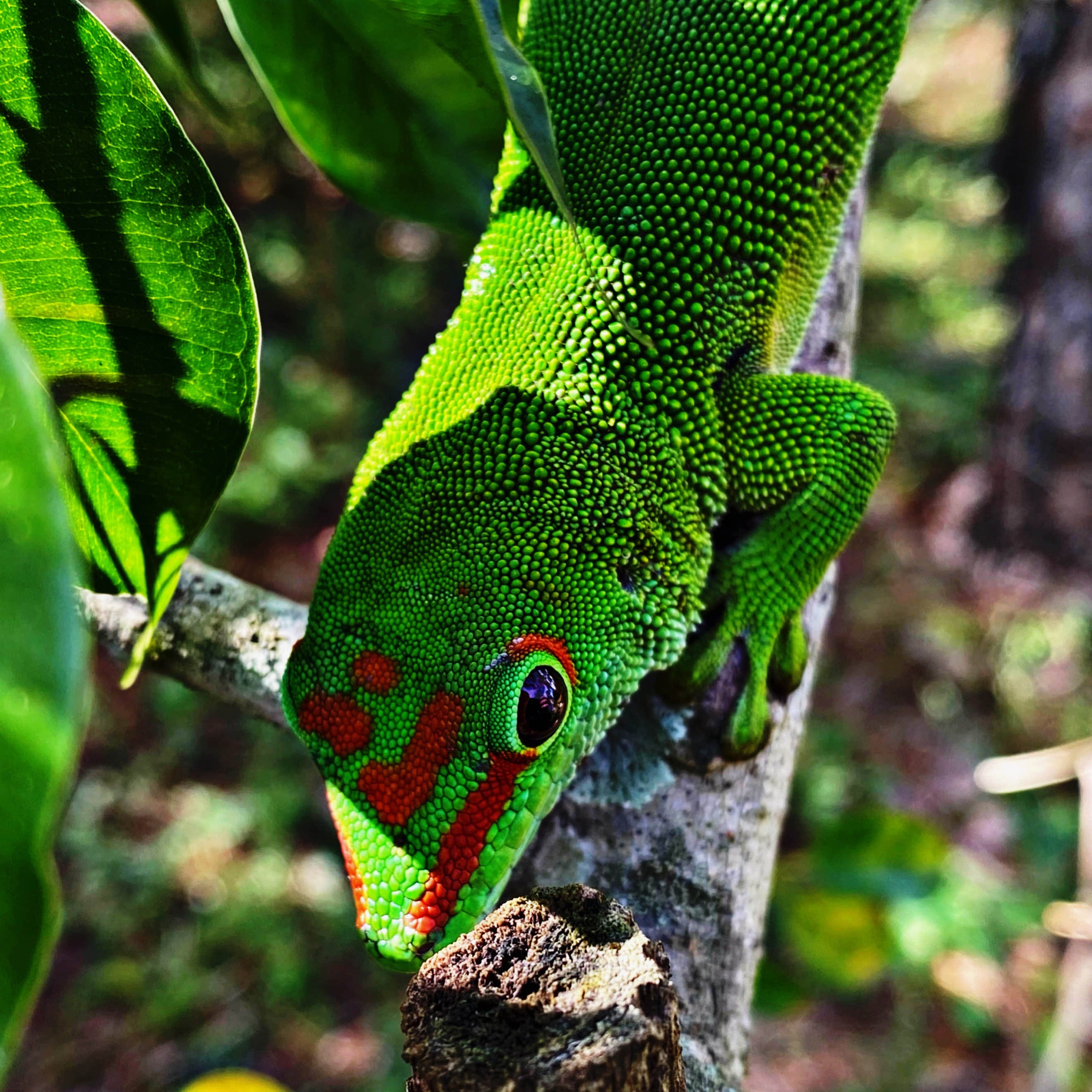 Day Geckos For Sale, Collection Photo