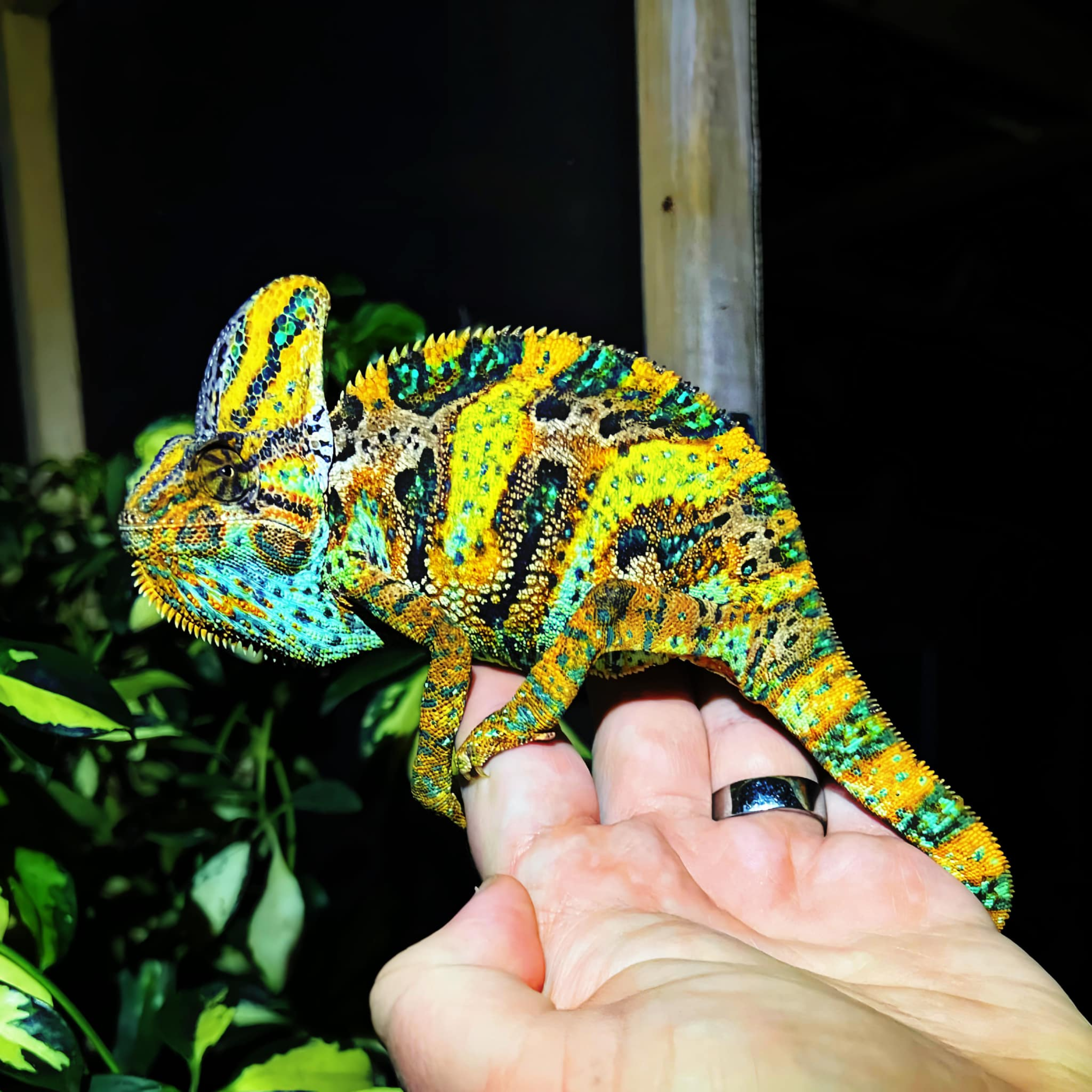 Veiled Chameleons for Sale – Vibrant, Colorful & Captivating Reptiles