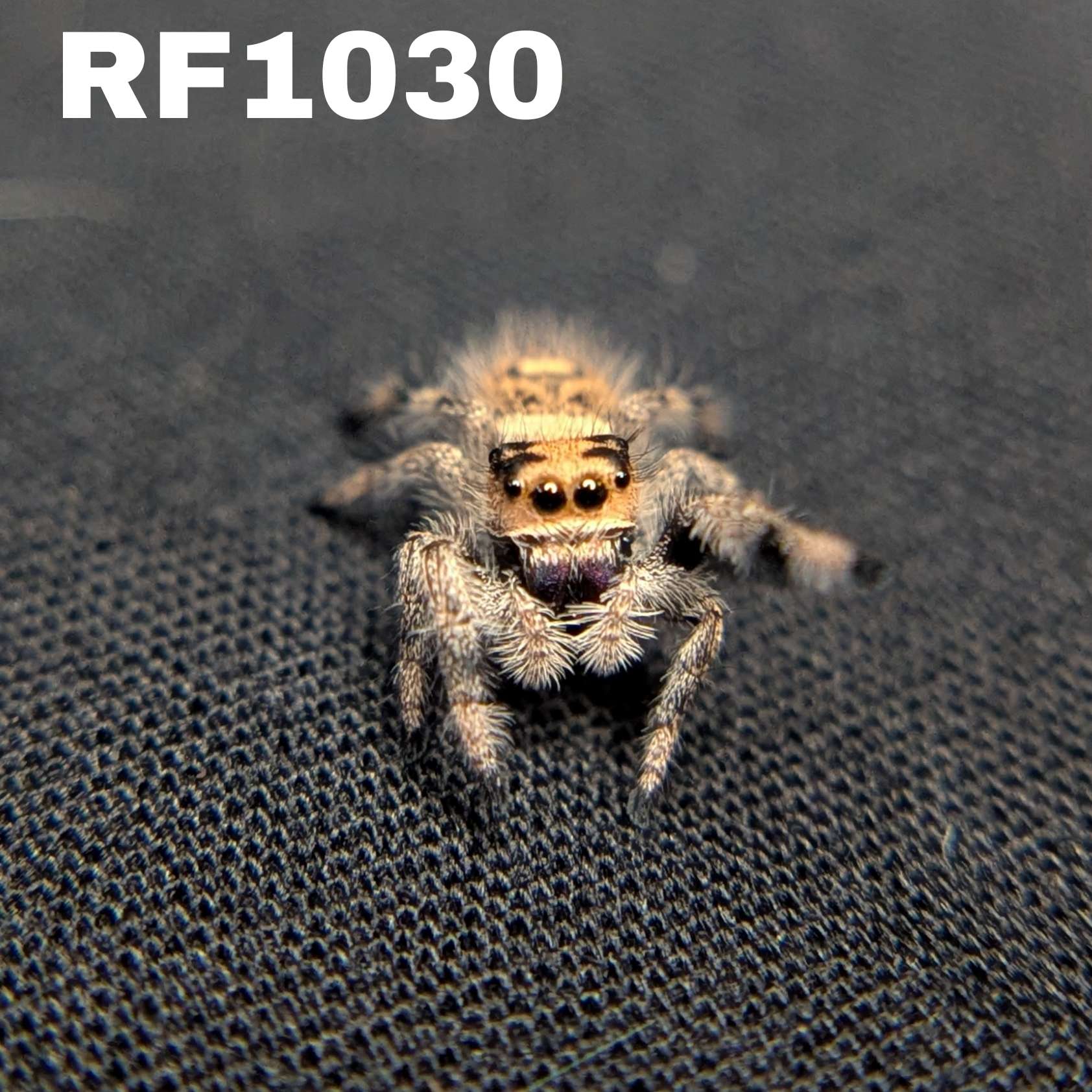Regal Jumping Spider "Iris"