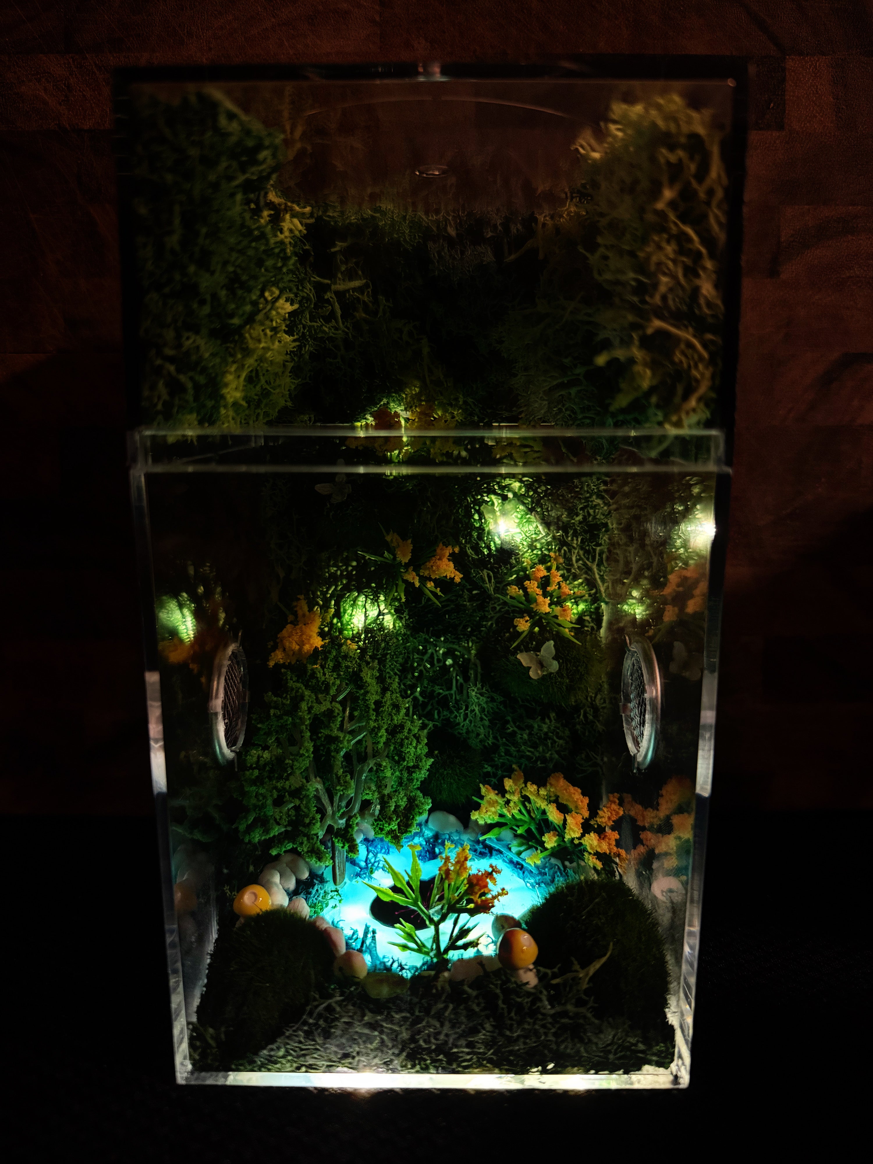 ~Fairy Lights~ Custom Jumping Spider Enclosure