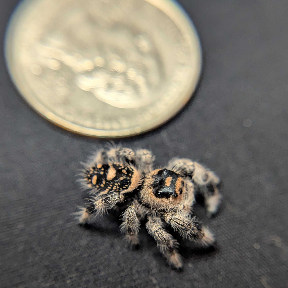 Regal Jumping Spider "Halloween"