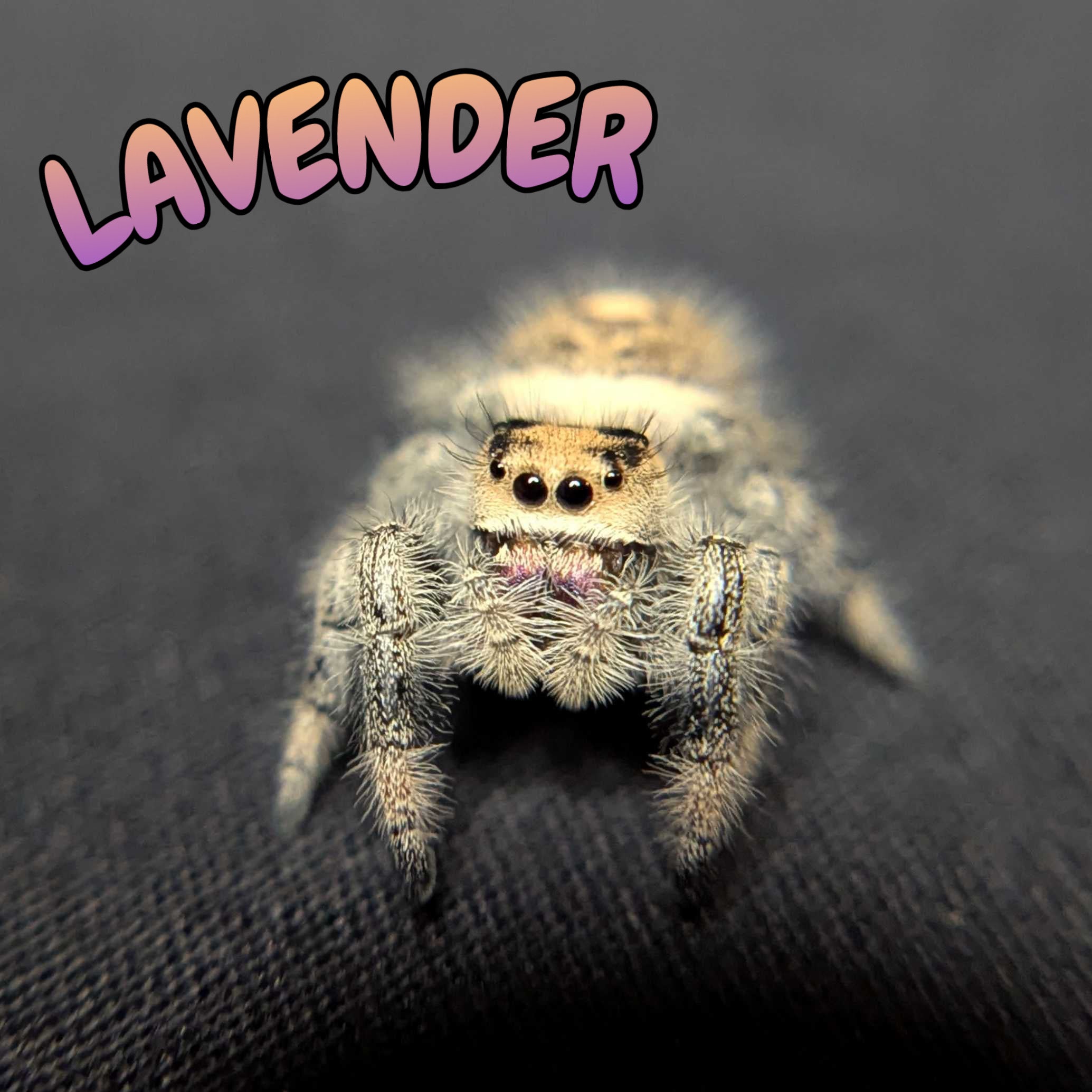 Regal Jumping Spider "Lavender"