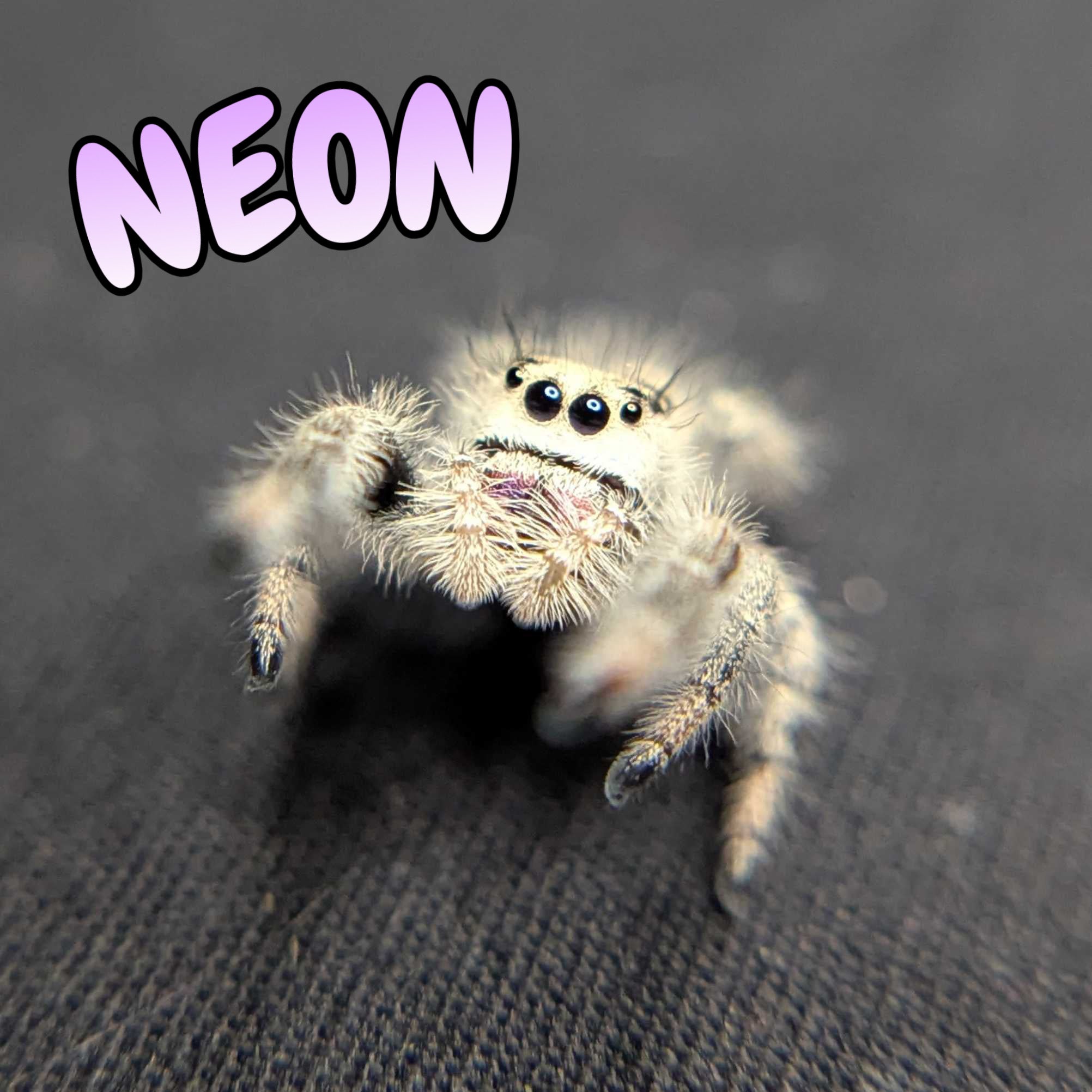 Regal Jumping Spider "Neon"