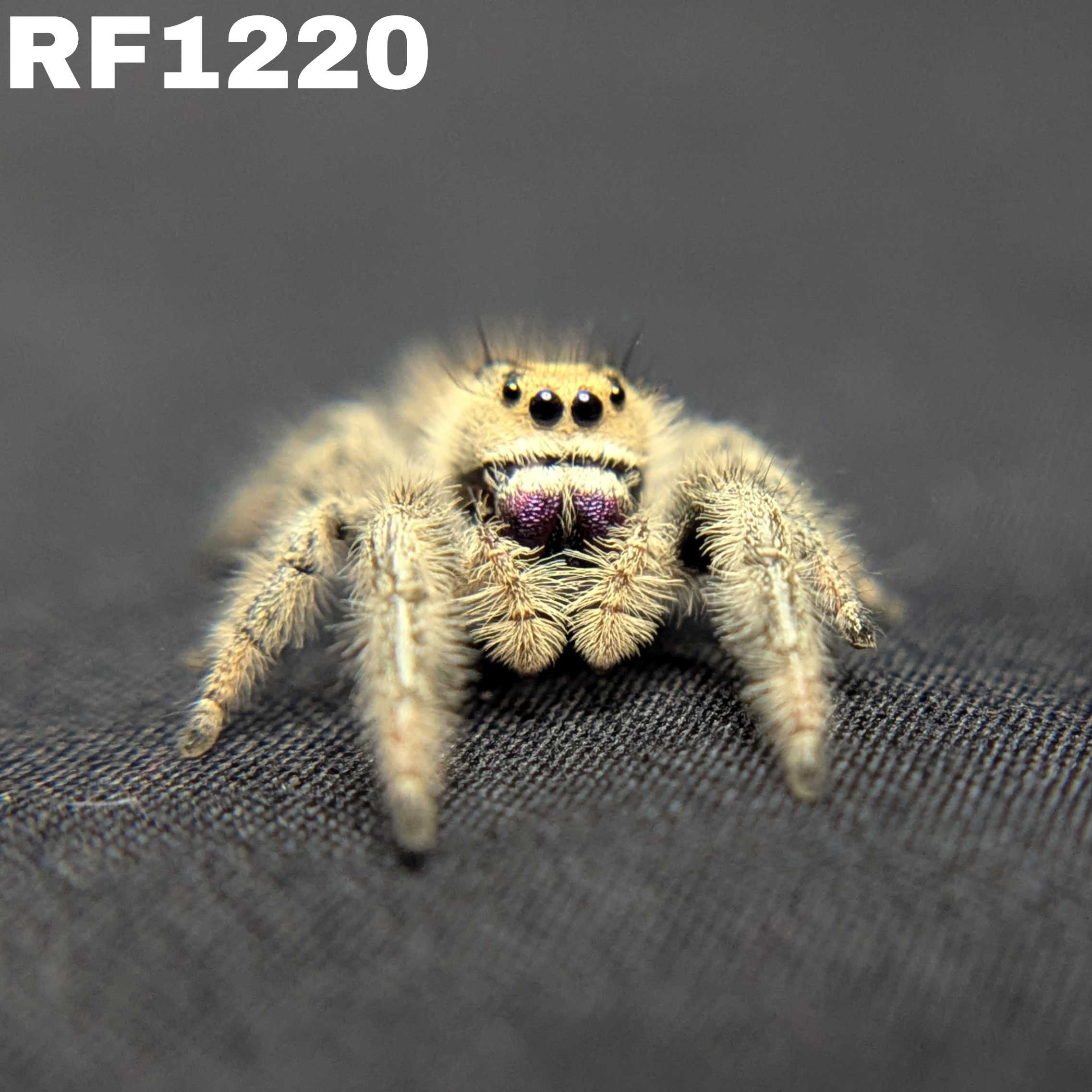Regal Jumping Spider "Lunaria"