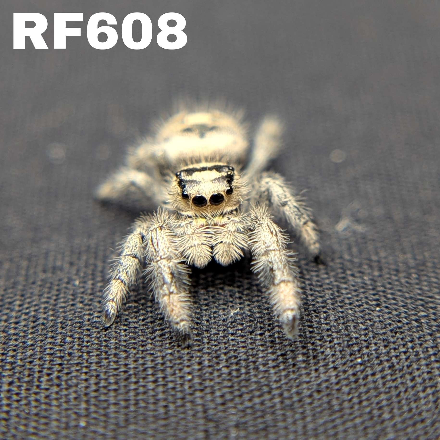 Regal Jumping Spider “Ice Cream”