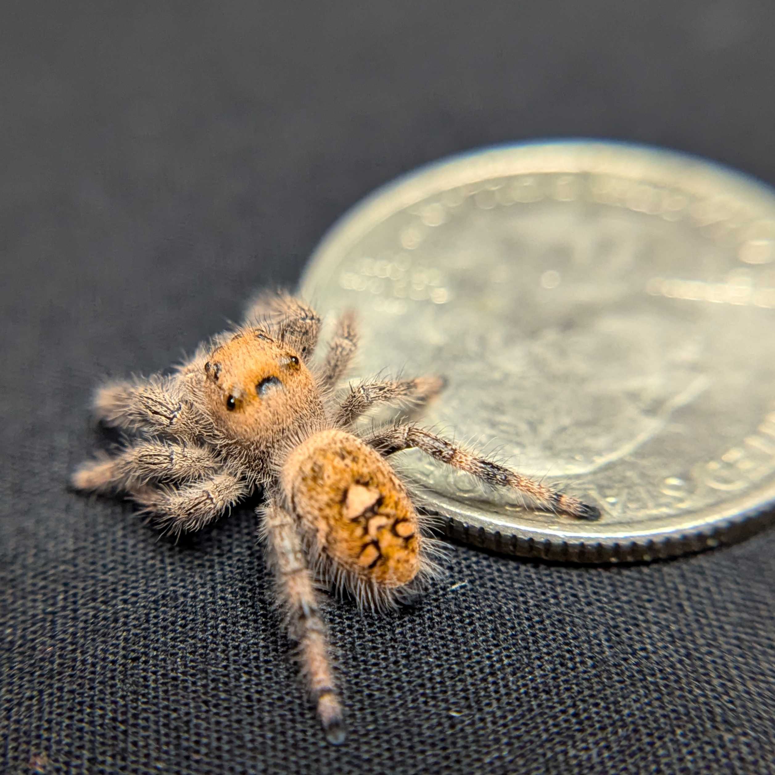 Regal Jumping Spider "Celaena"