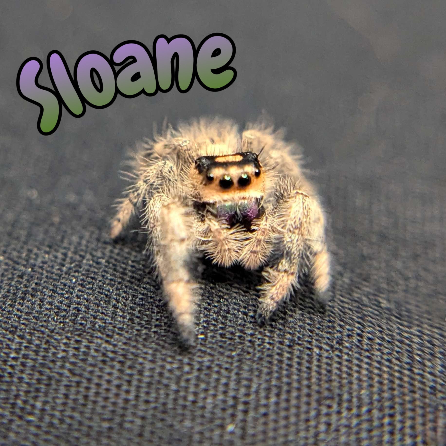 Female Regal Jumping Spider Sloane