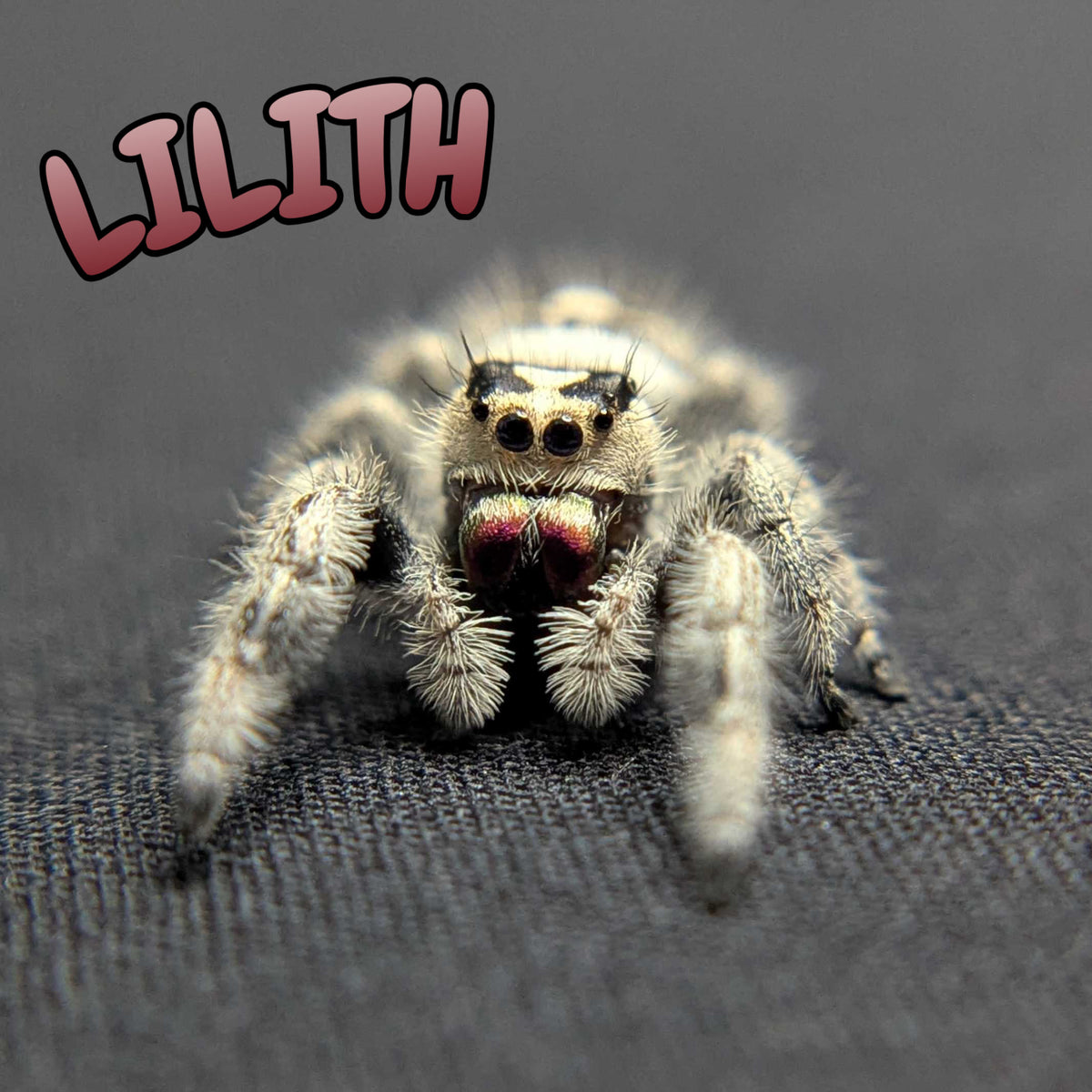 Regal Jumping Spider “Lilith”