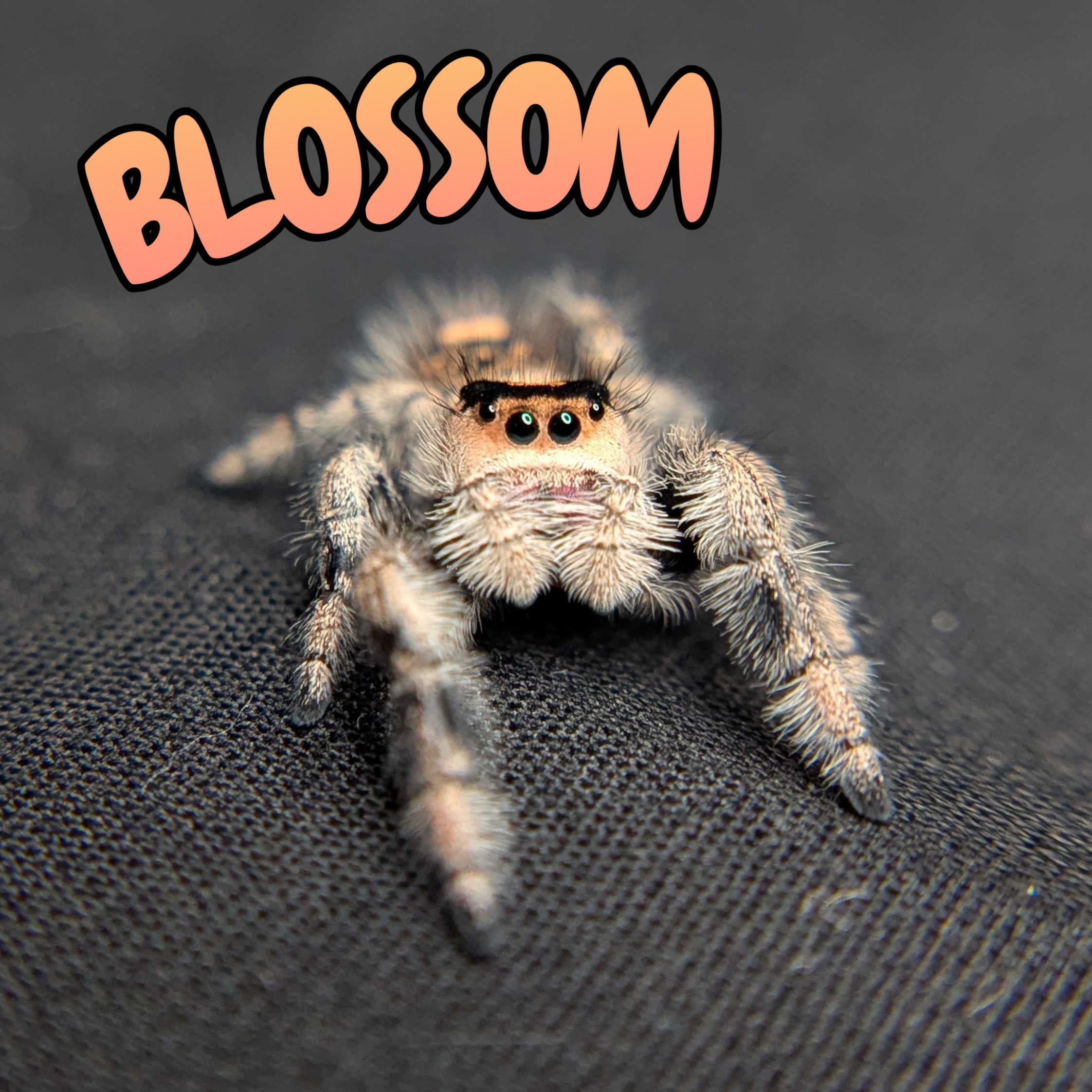 Regal Jumping Spider "Blossom"