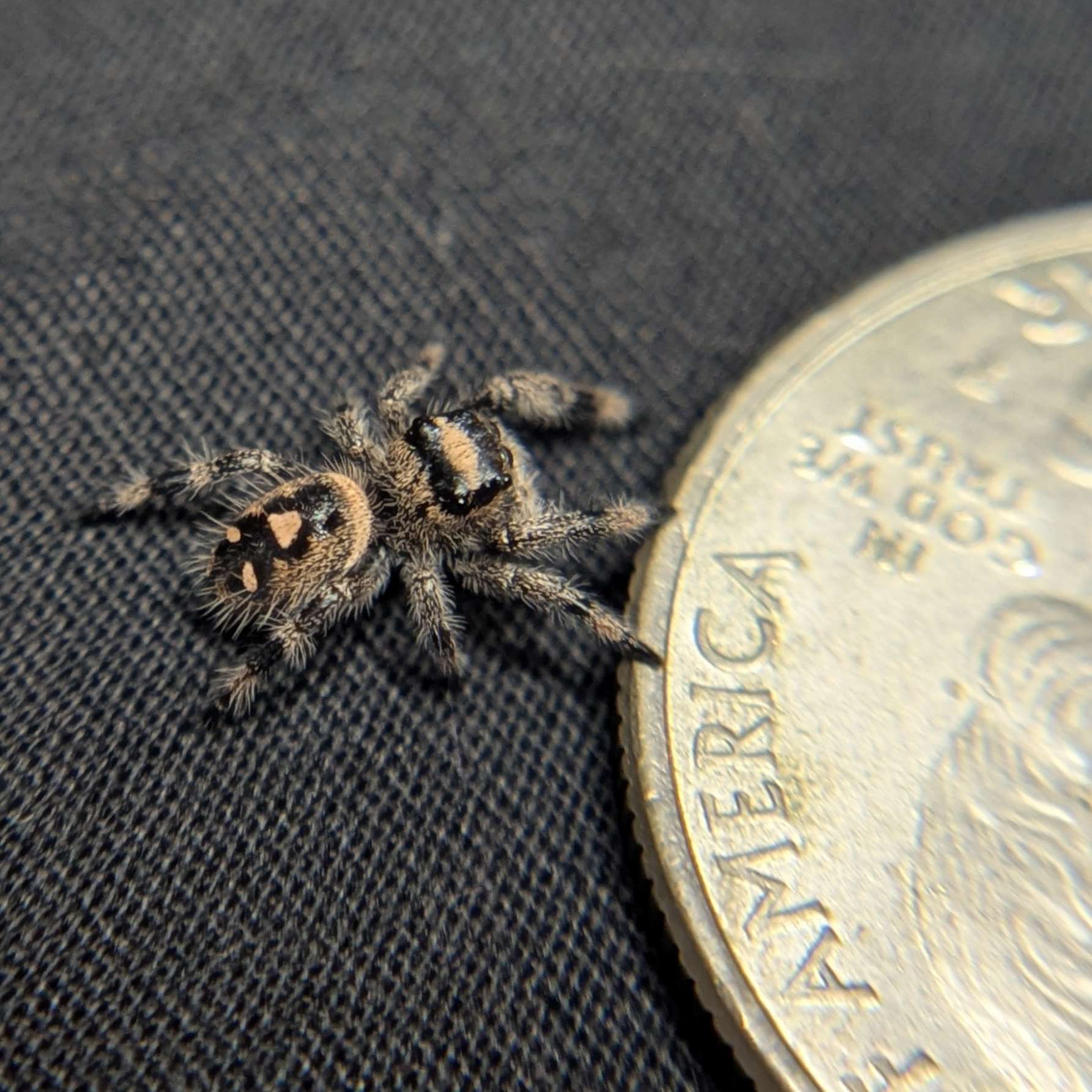 Regal Jumping Spider "Pretzel"