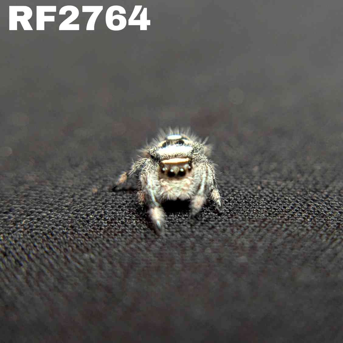 Regal Jumping Spider "Casper"
