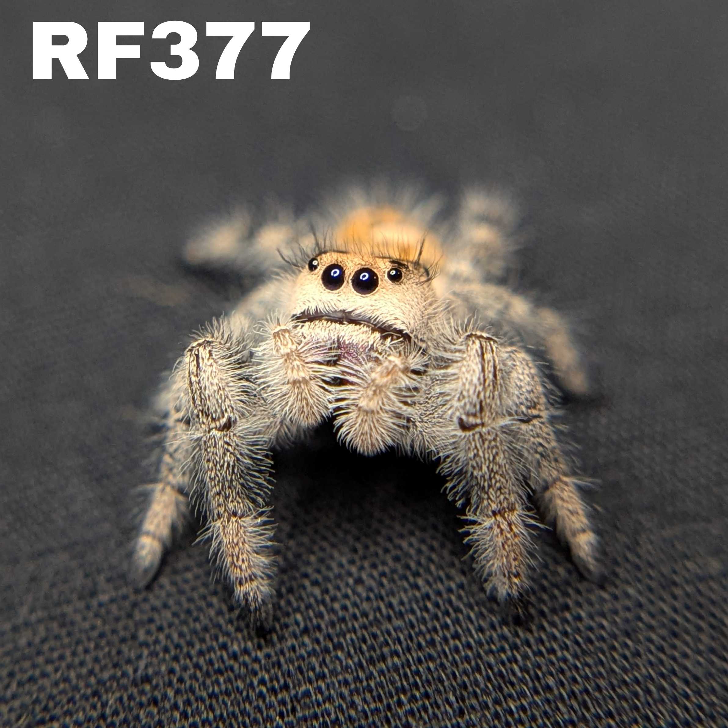 Regal Jumping Spider "Melody"