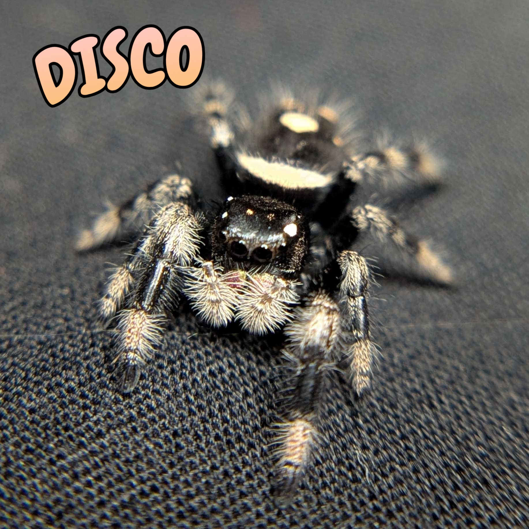 Regal Jumping Spider "Disco"