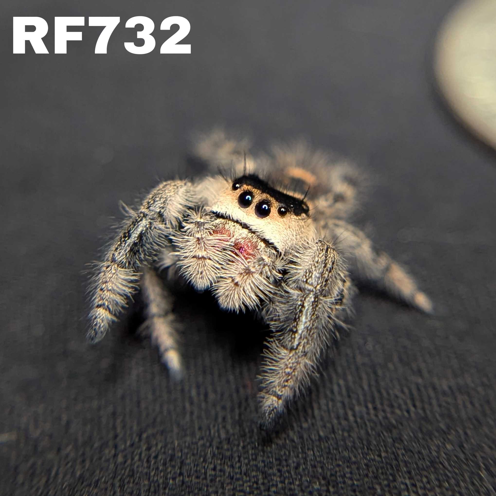 Regal Jumping Spider "Ruby"