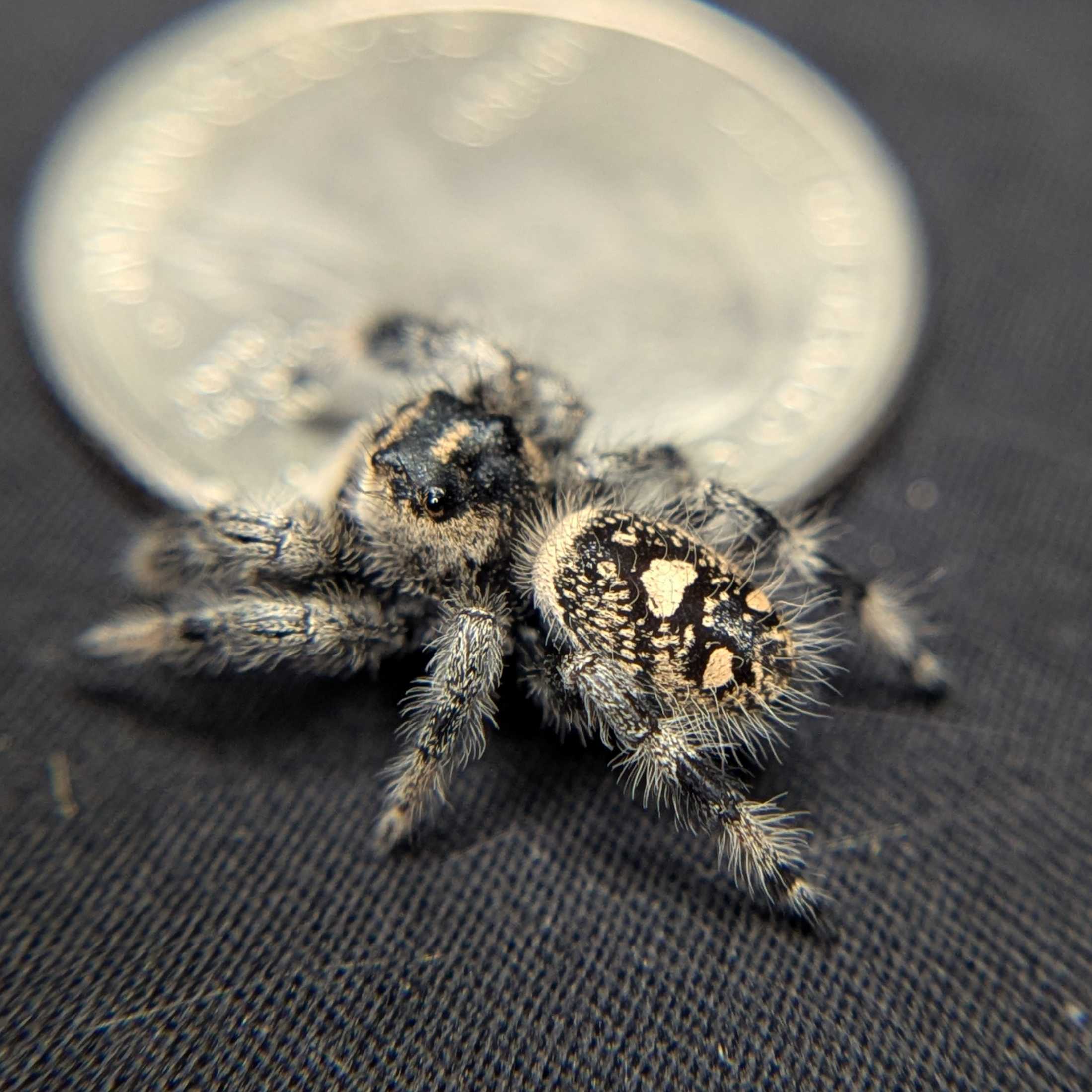 Regal Jumping Spider "Fantasy"