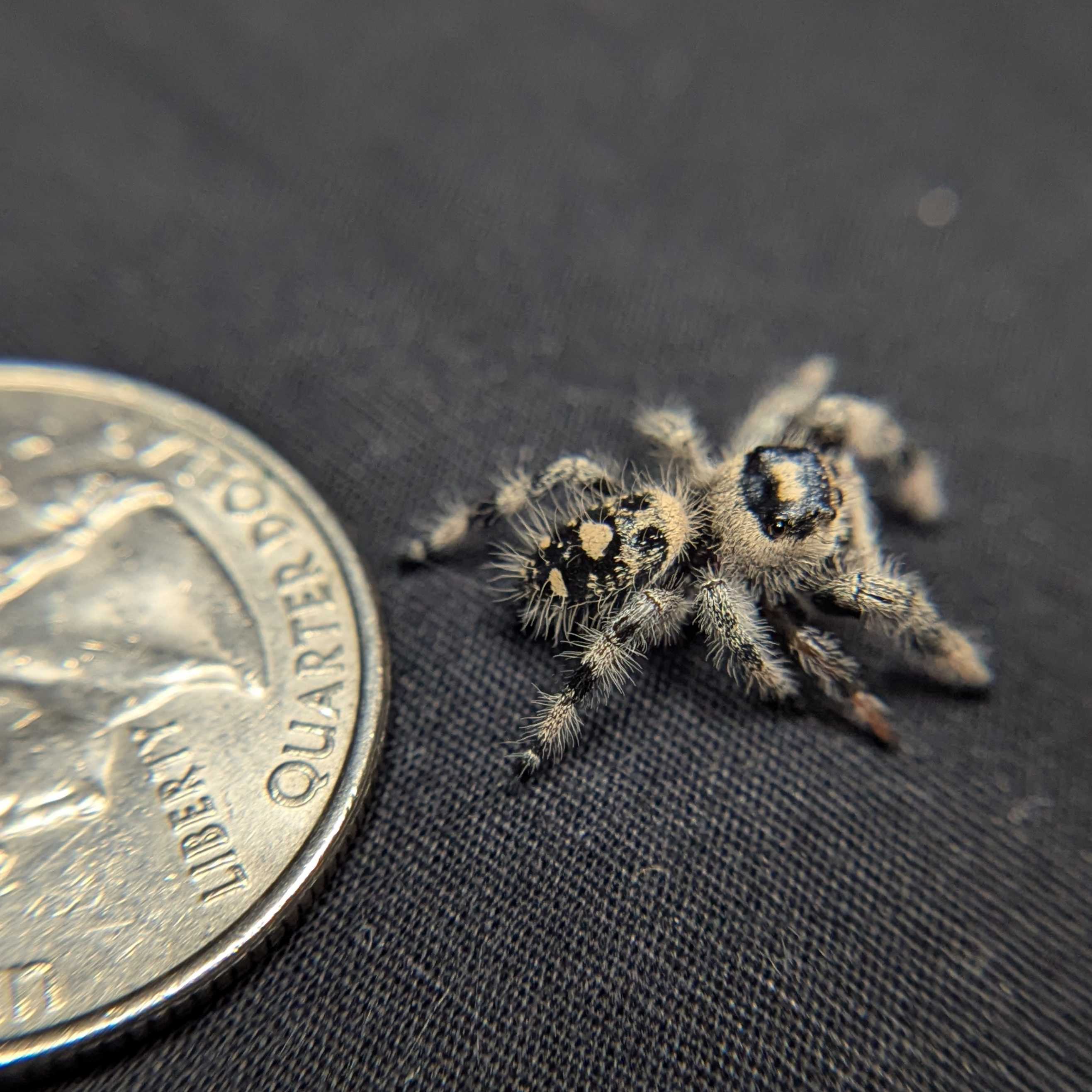 Regal Jumping Spider "Jamba"