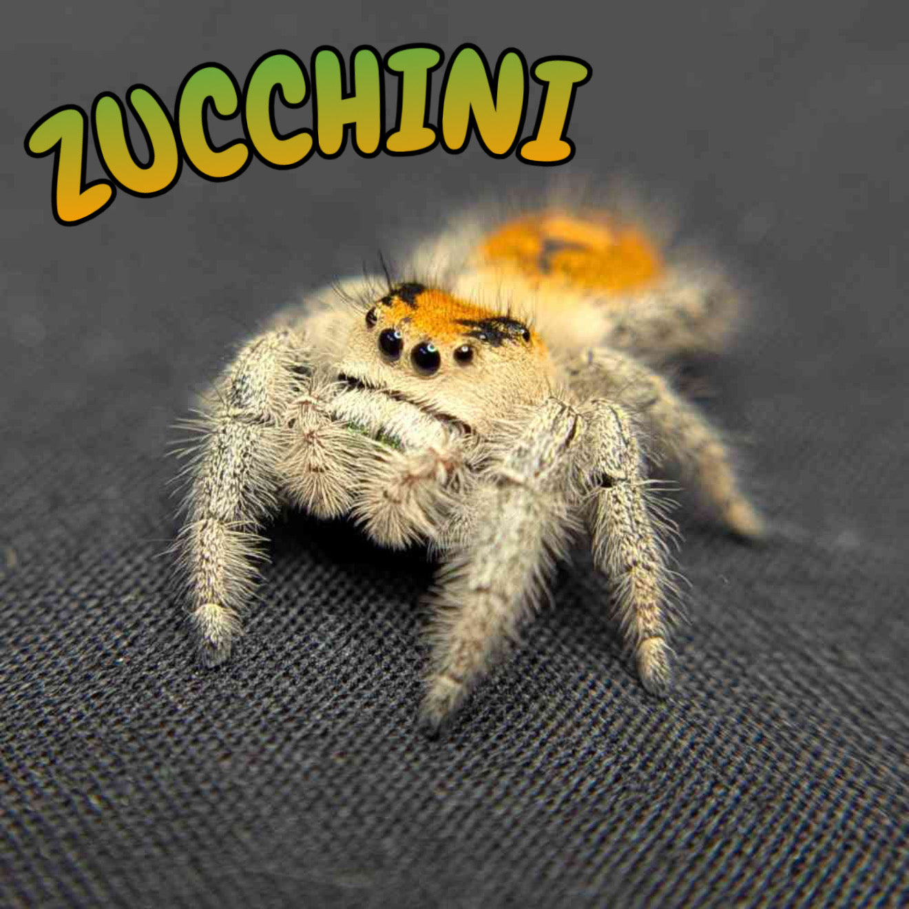 Regal Jumping Spider "Zucchini"
