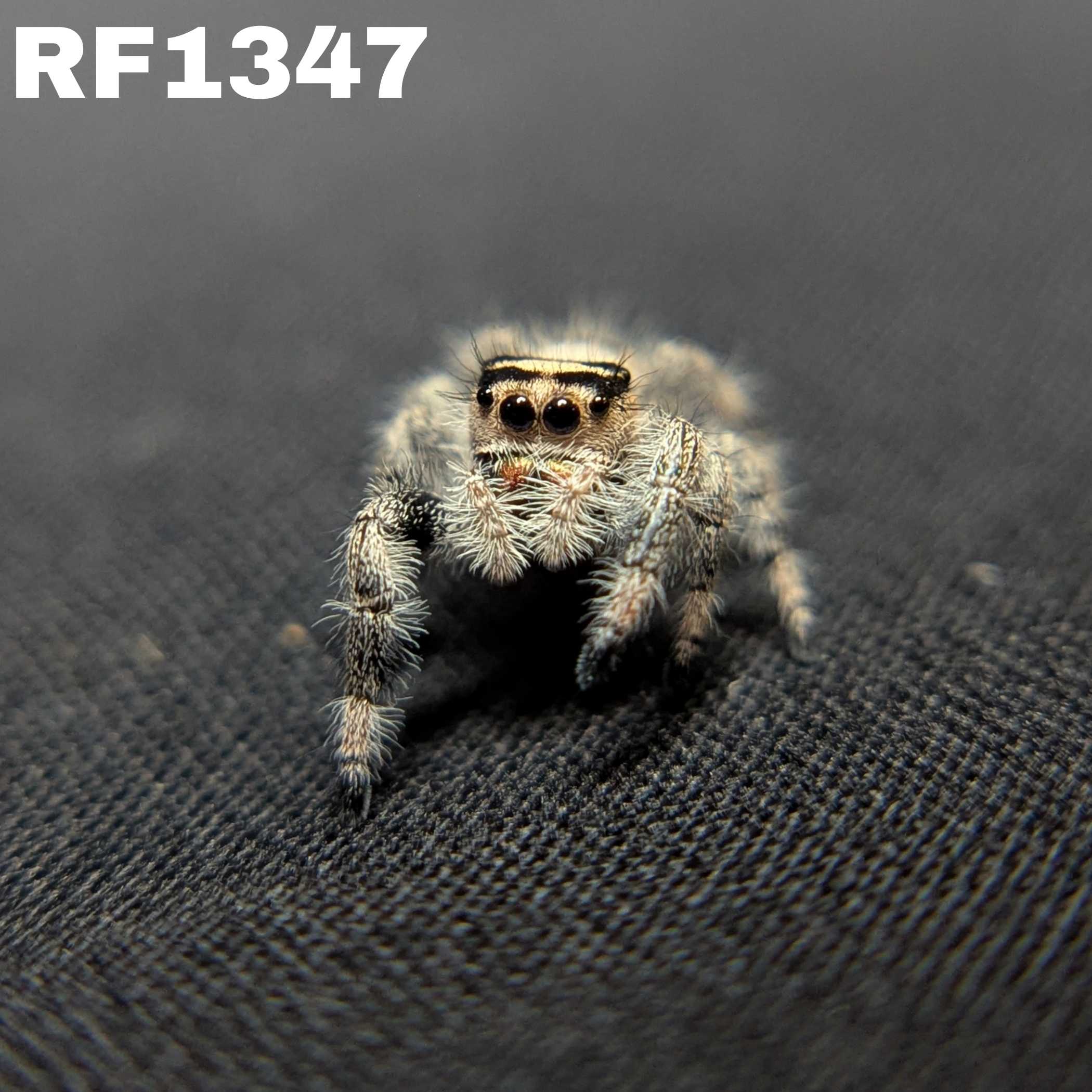 Regal Jumping Spider “Cookie Dough”