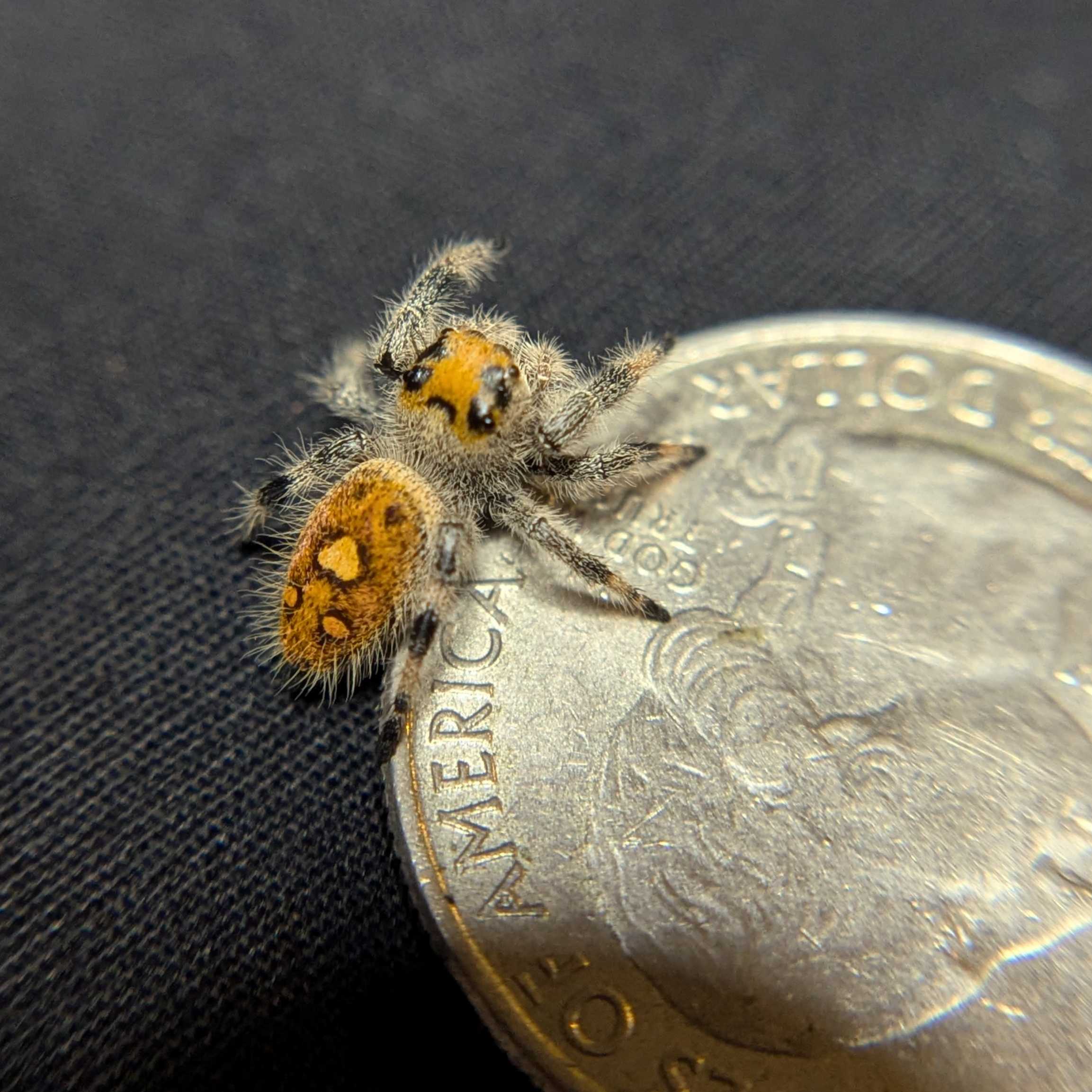 Regal Jumping Spider "Bengal"