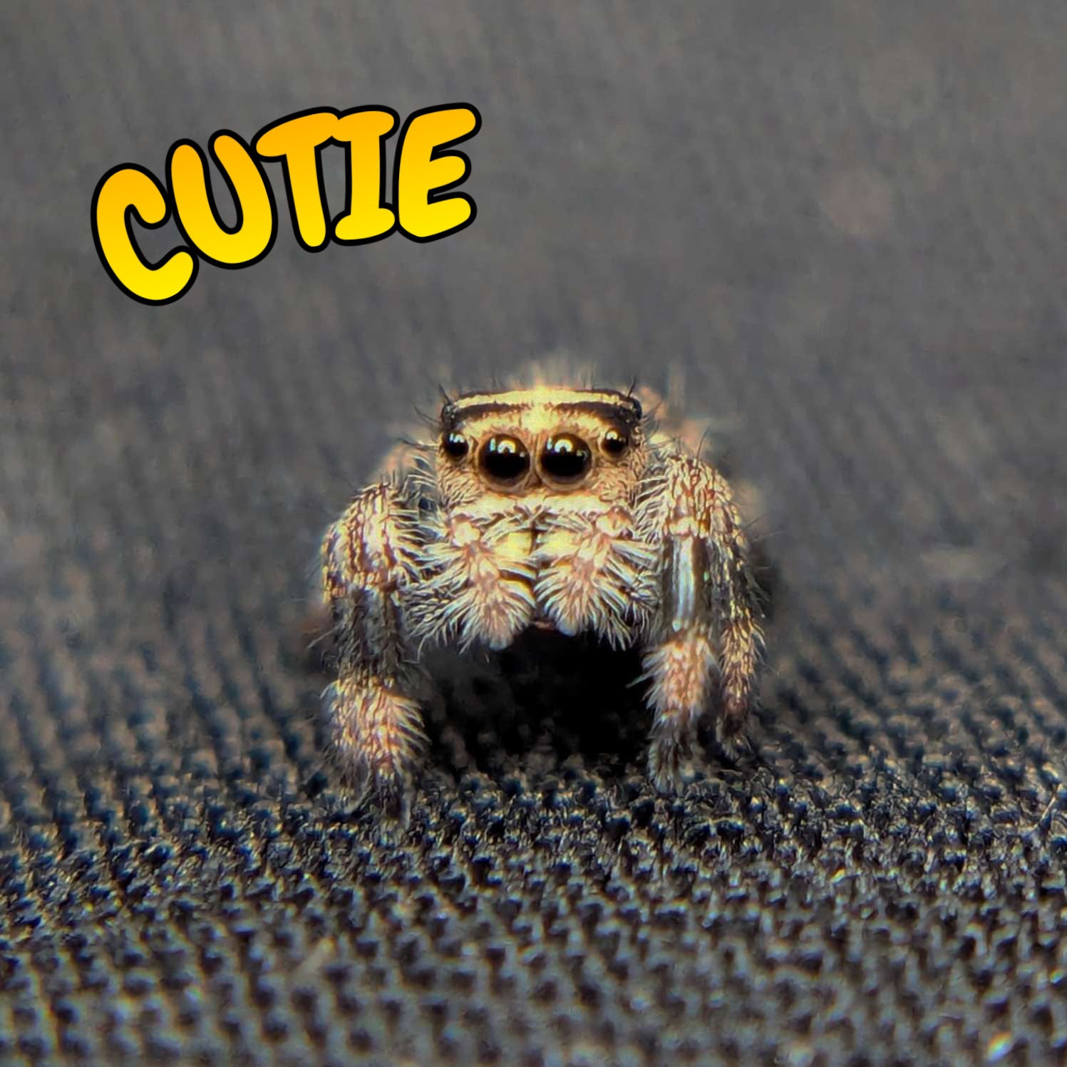 Regal Jumping Spider "Cutie"