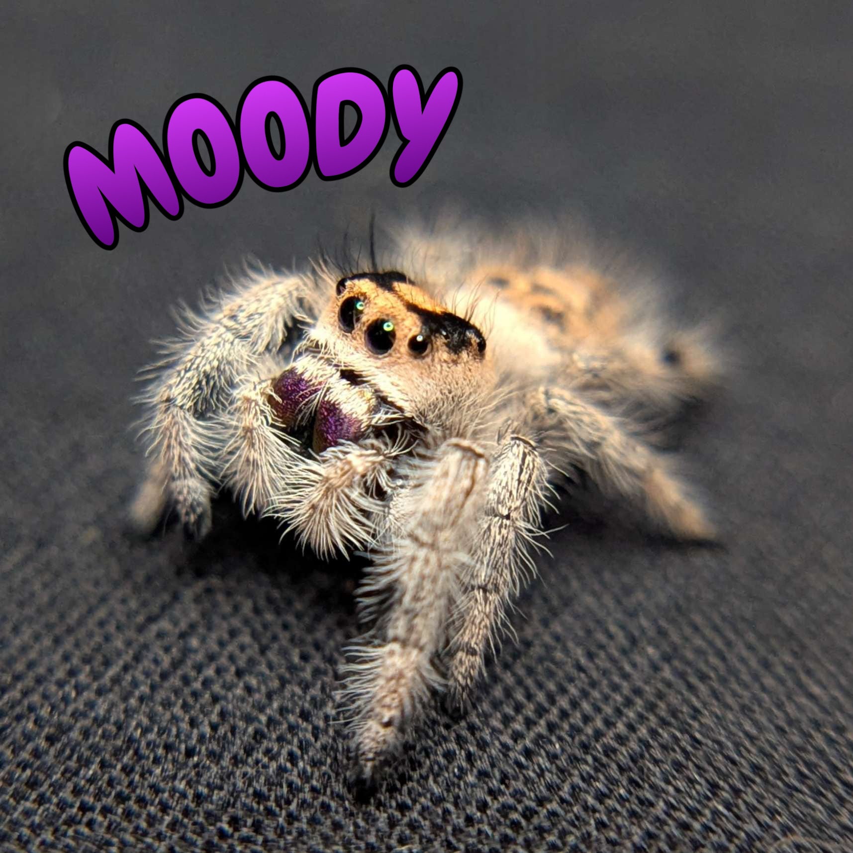 Regal Jumping Spider "Moody"