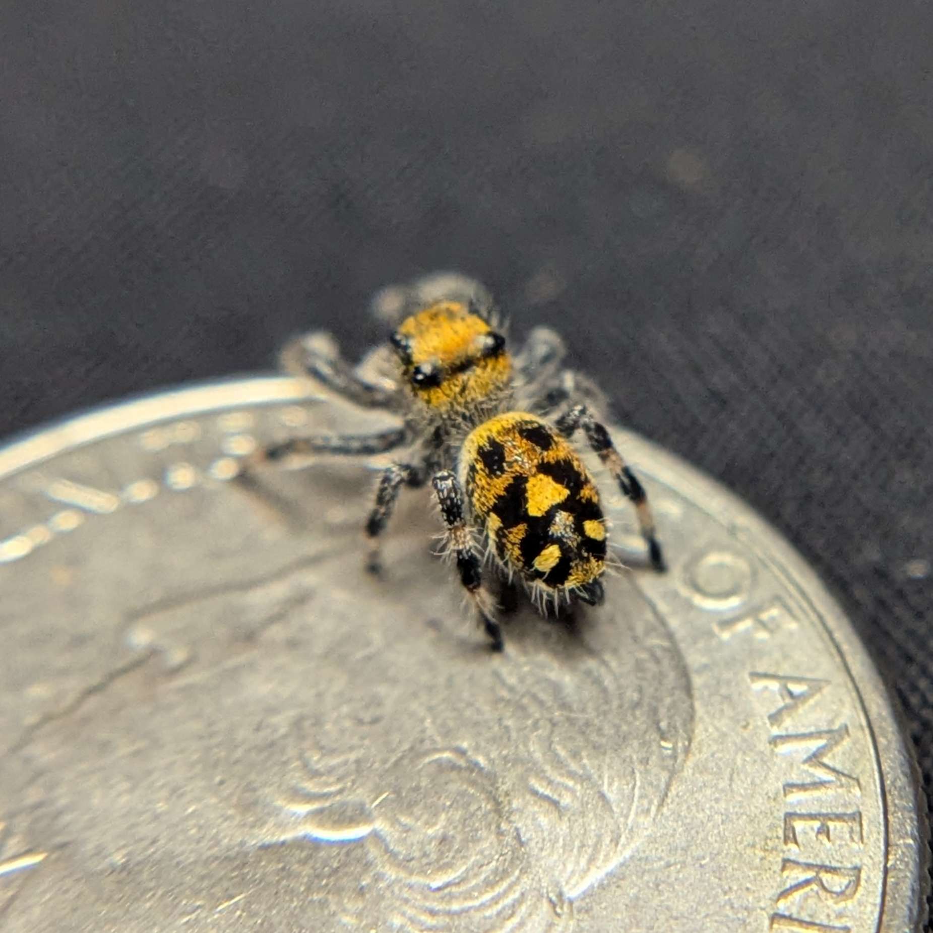 Regal Jumping Spider "Bumble"