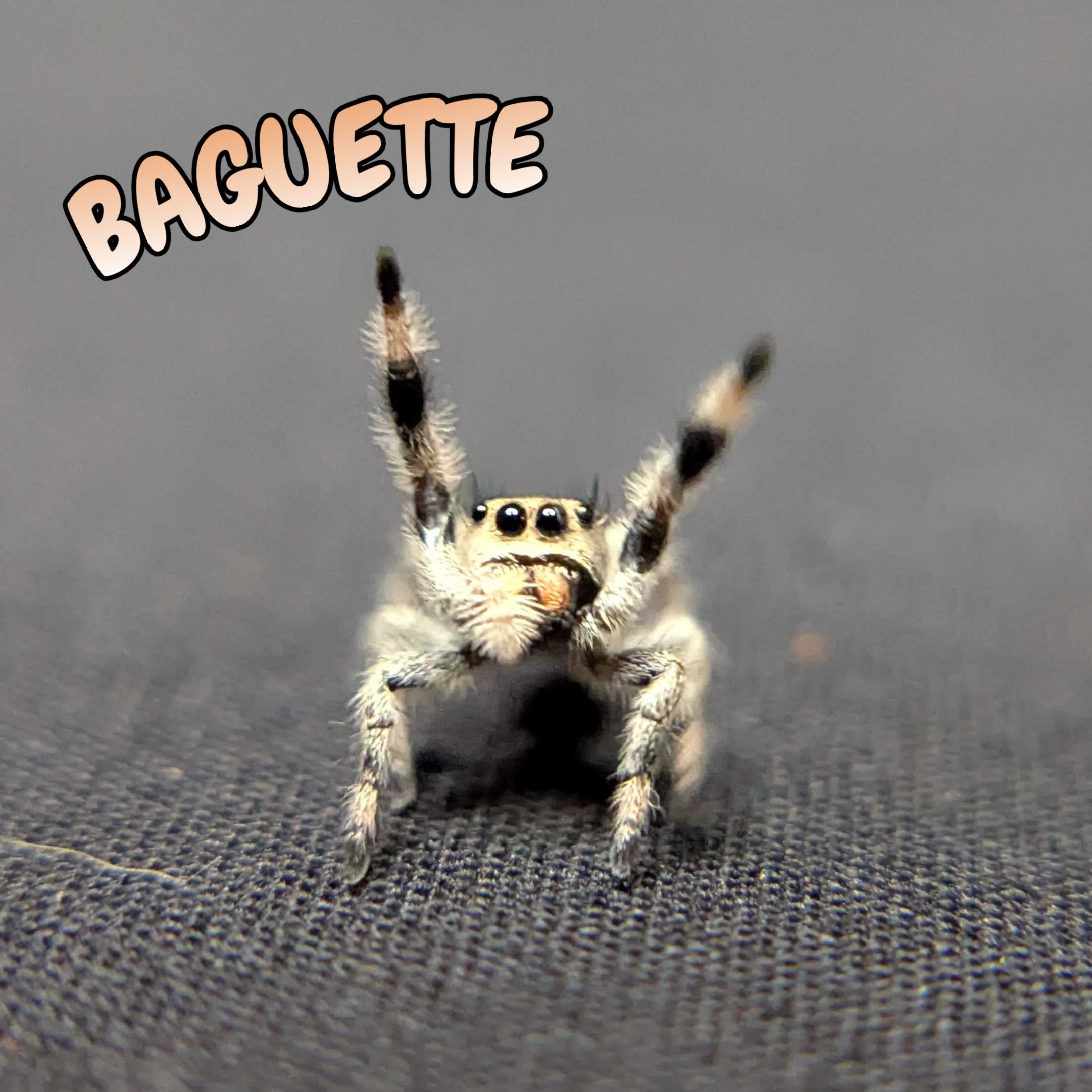 Regal Jumping Spider "Baguette"