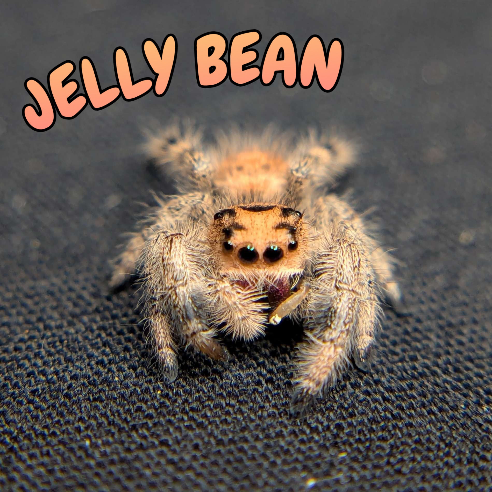 Regal Jumping Spider "Jelly Bean"