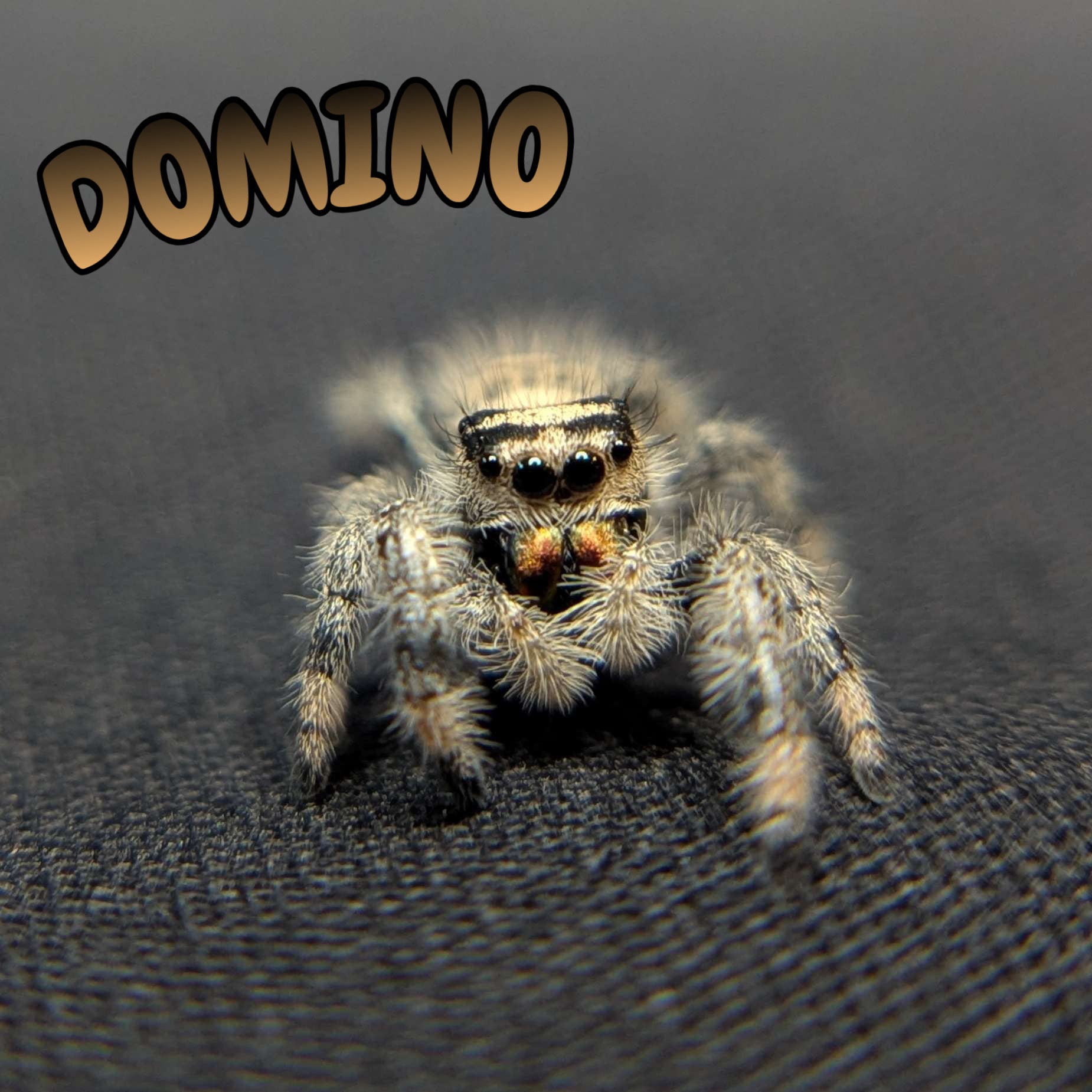 Regal Jumping Spider "Domino"