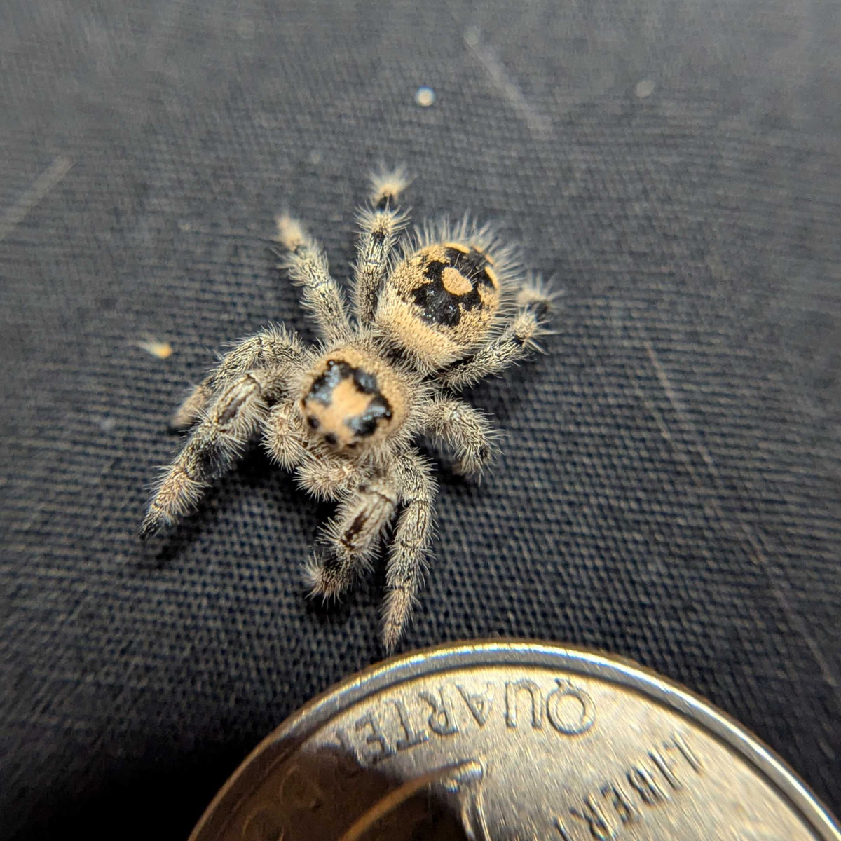 Regal Jumping Spider "Honey Bun"