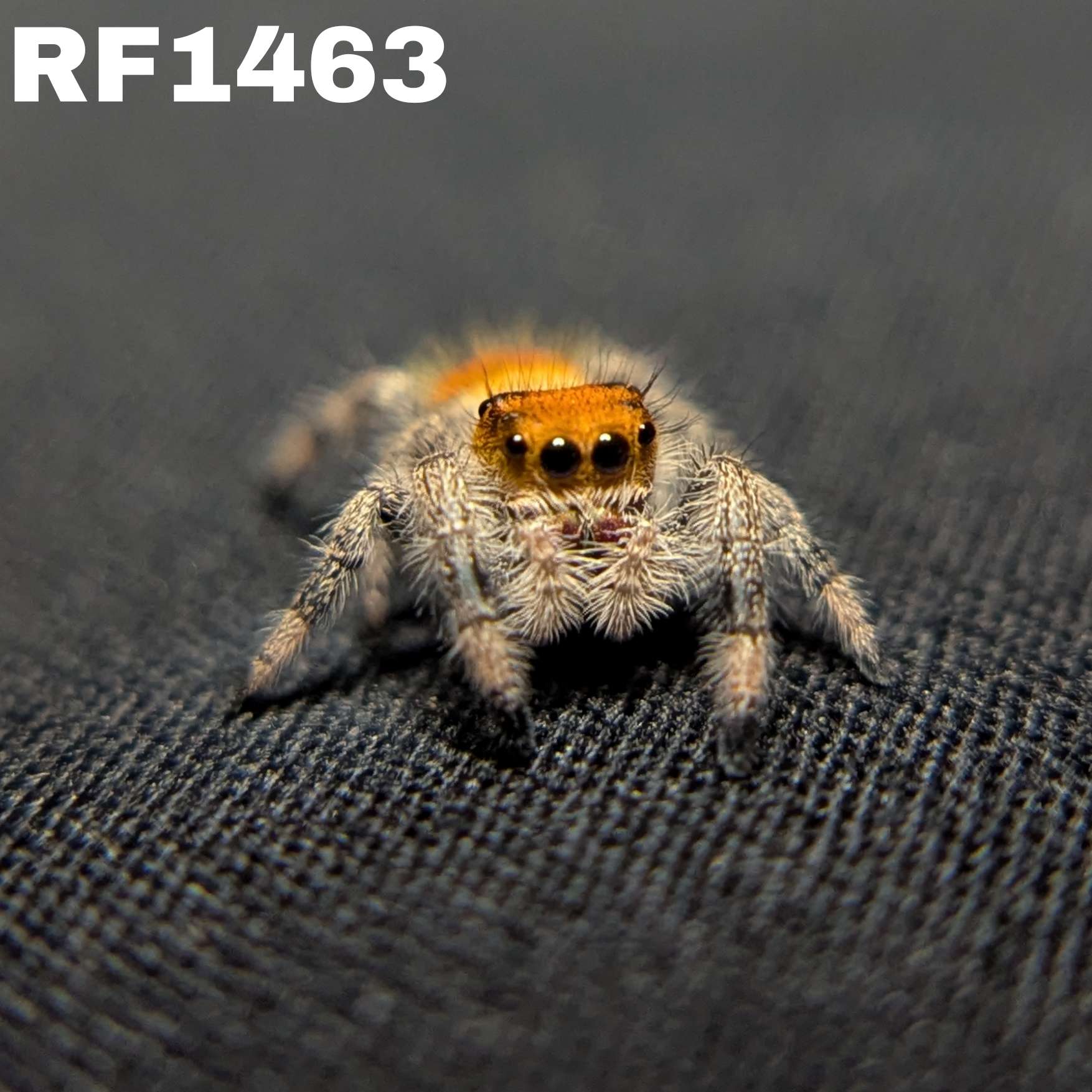Regal Jumping Spider "Lava"