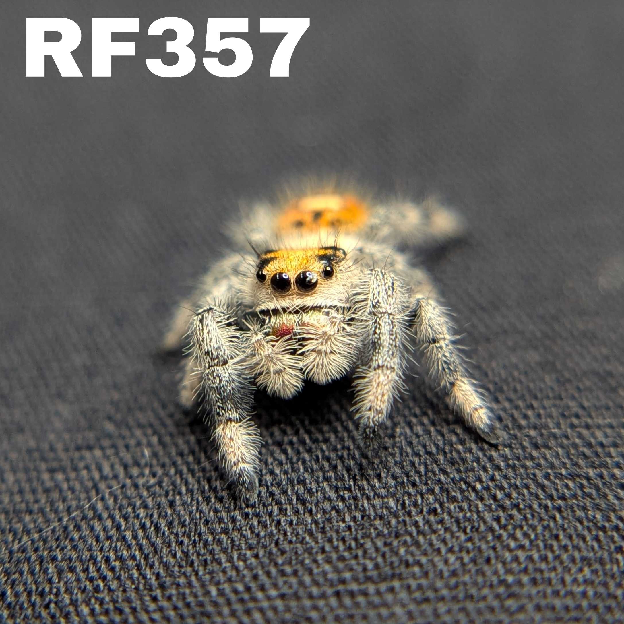 Regal Jumping Spider "Juice"