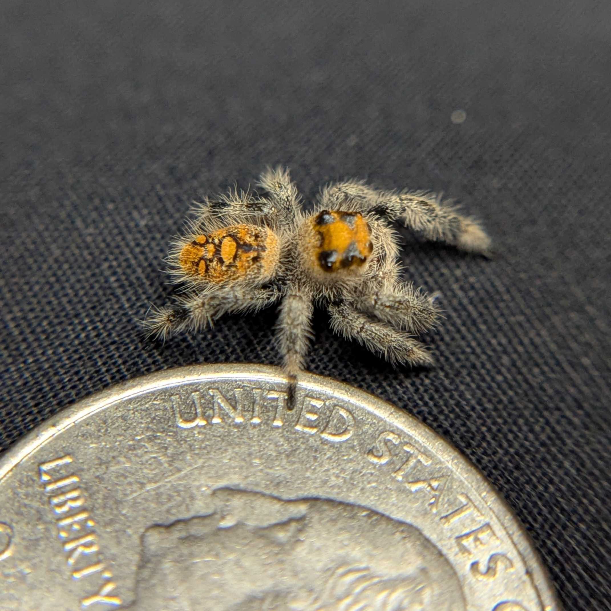 Regal Jumping Spider "Matilda"
