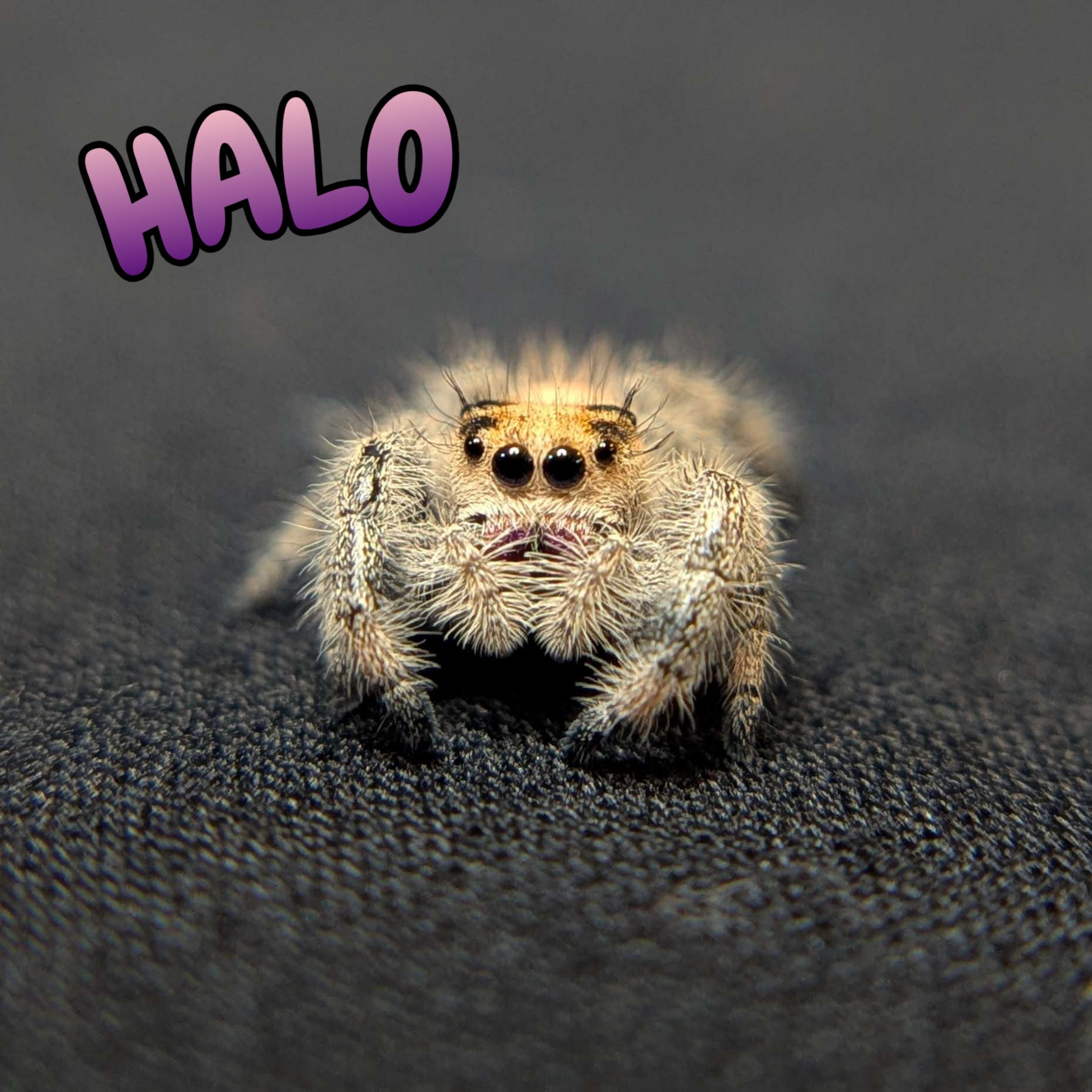 Regal Jumping Spider "Halo"