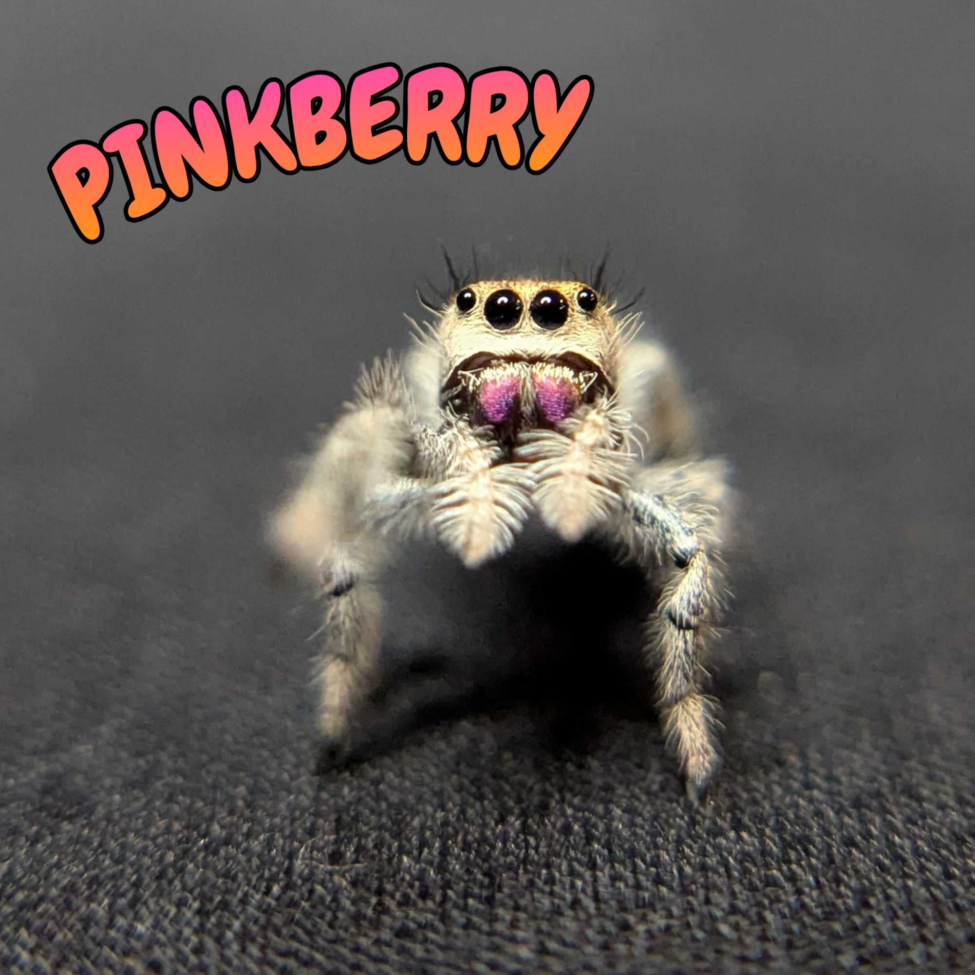 Regal Jumping Spider "Pinkberry"