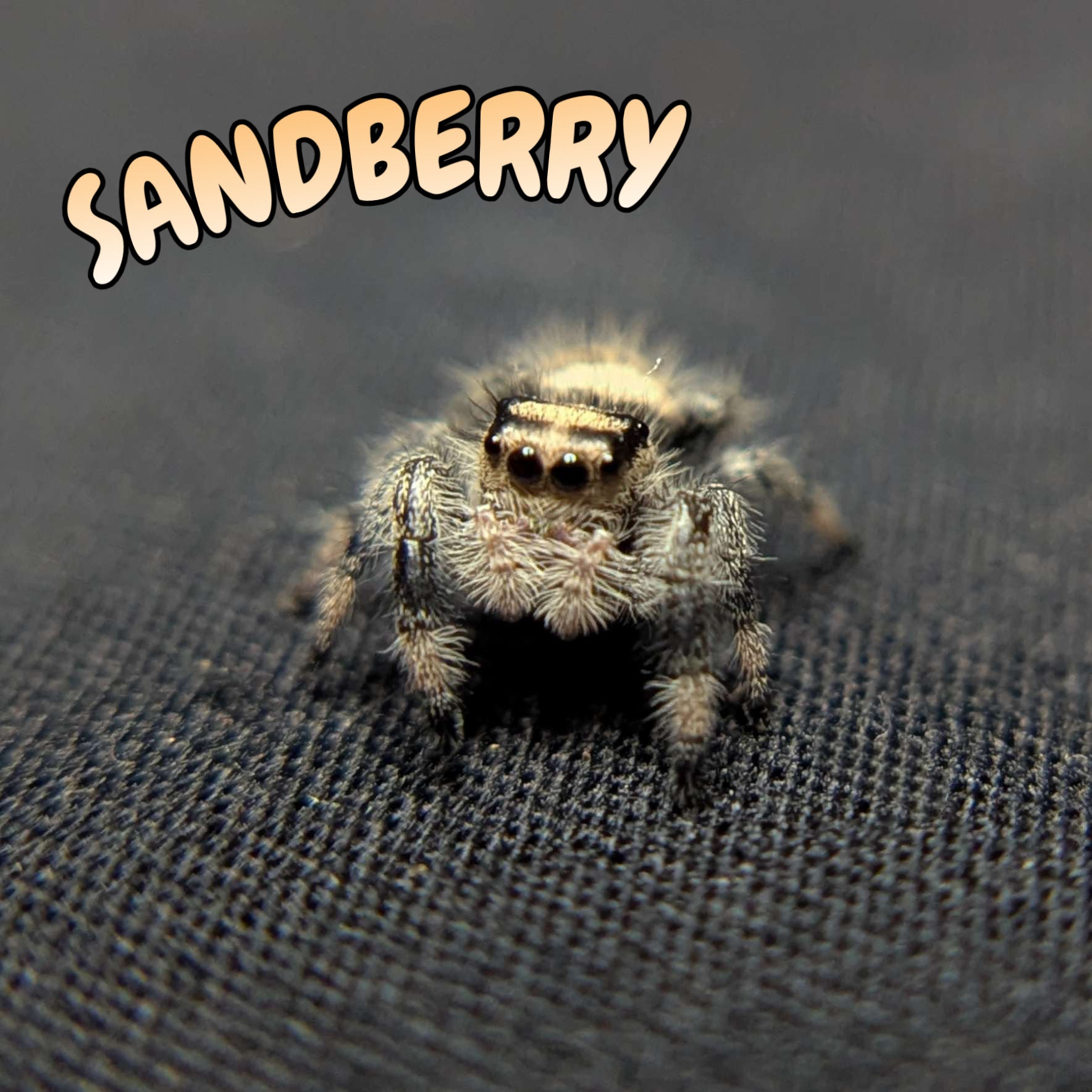 Regal Jumping Spider "Sandberry"