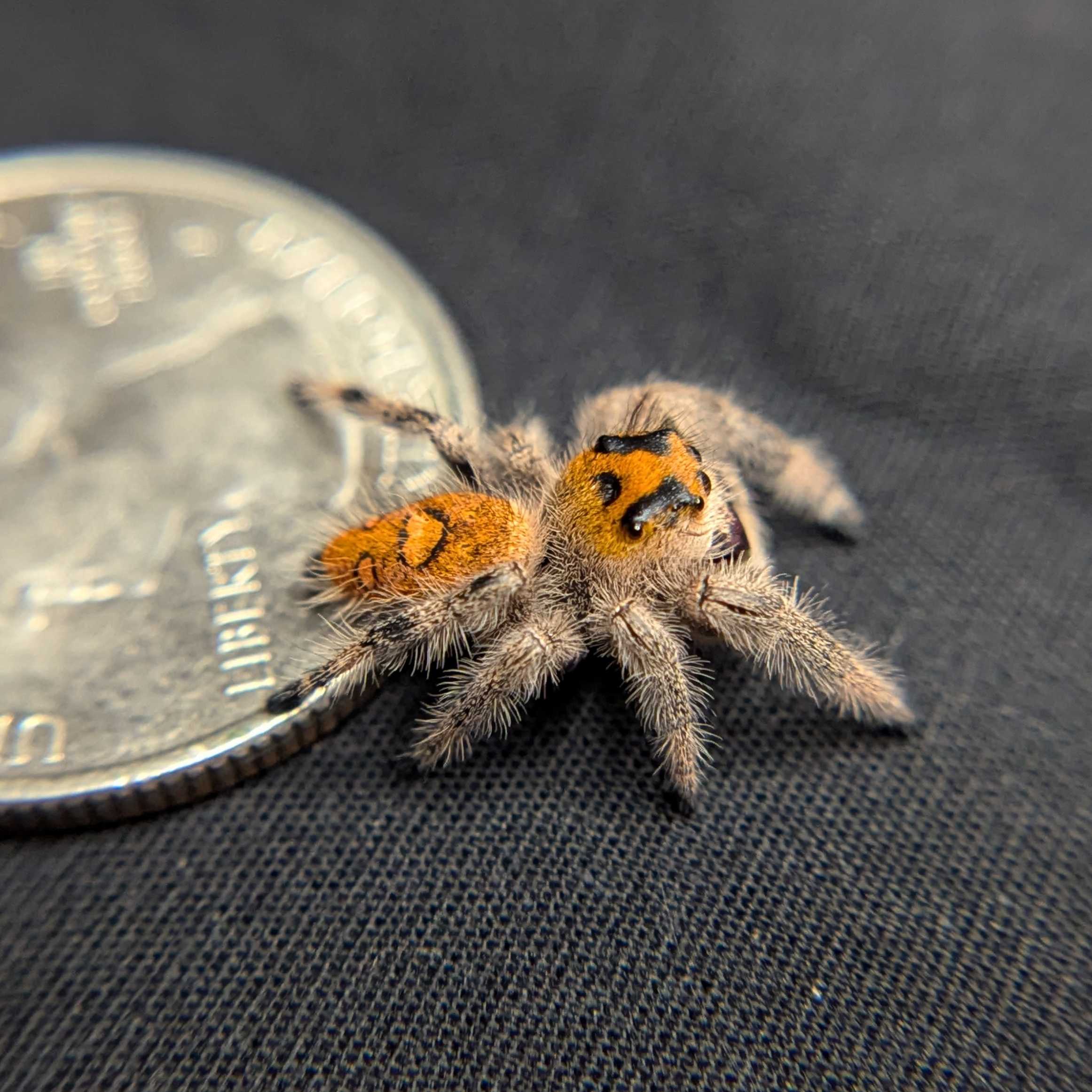 Regal Jumping Spider “Orangesicle”