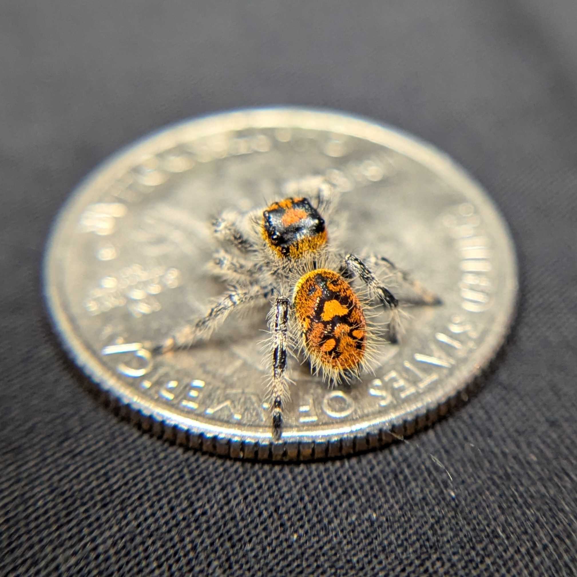 Regal Jumping Spider “Mimosa”