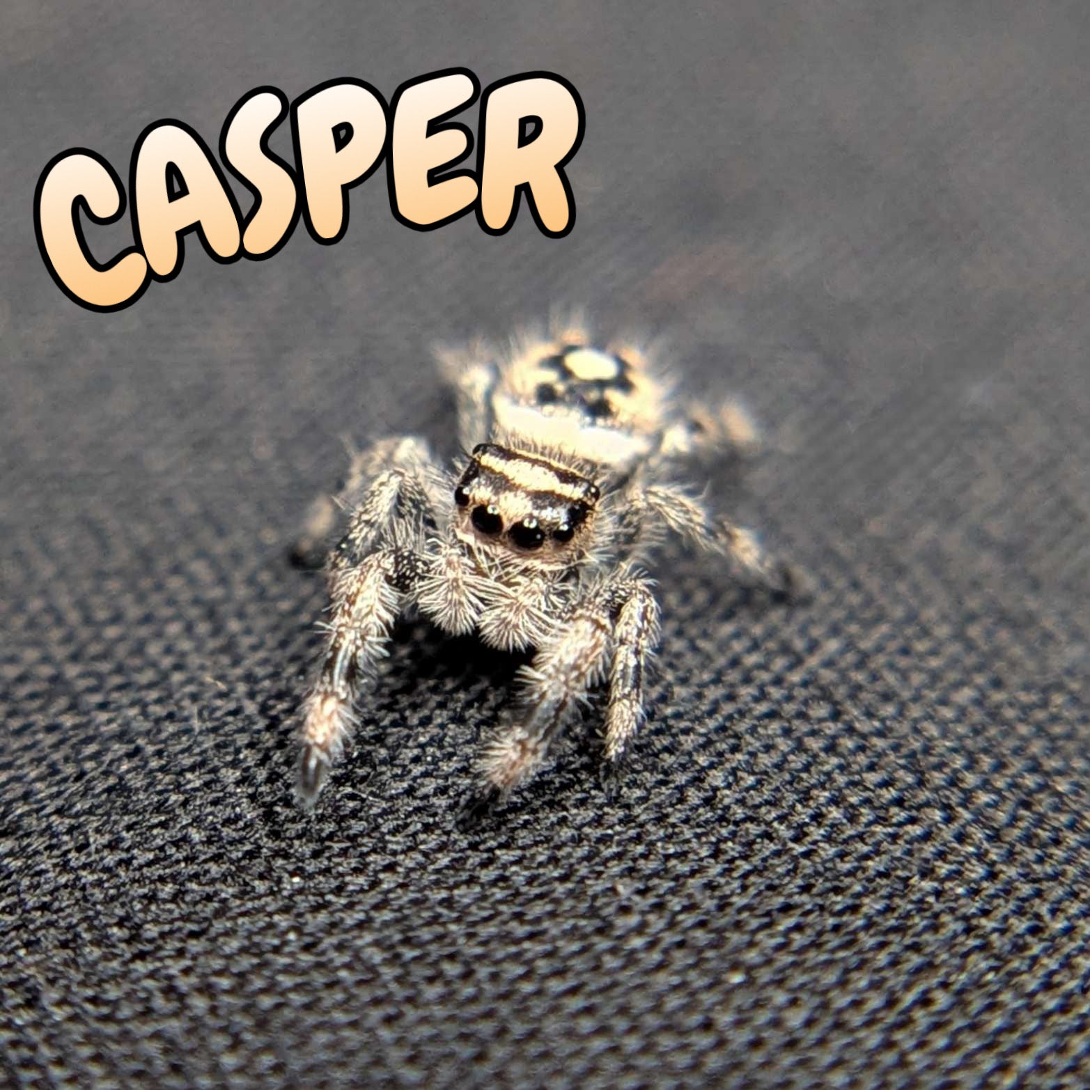 Regal Jumping Spider "Casper"